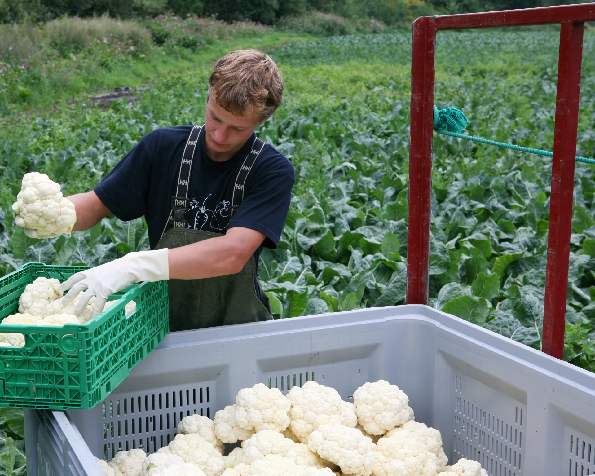 Gutt plukker blomkål