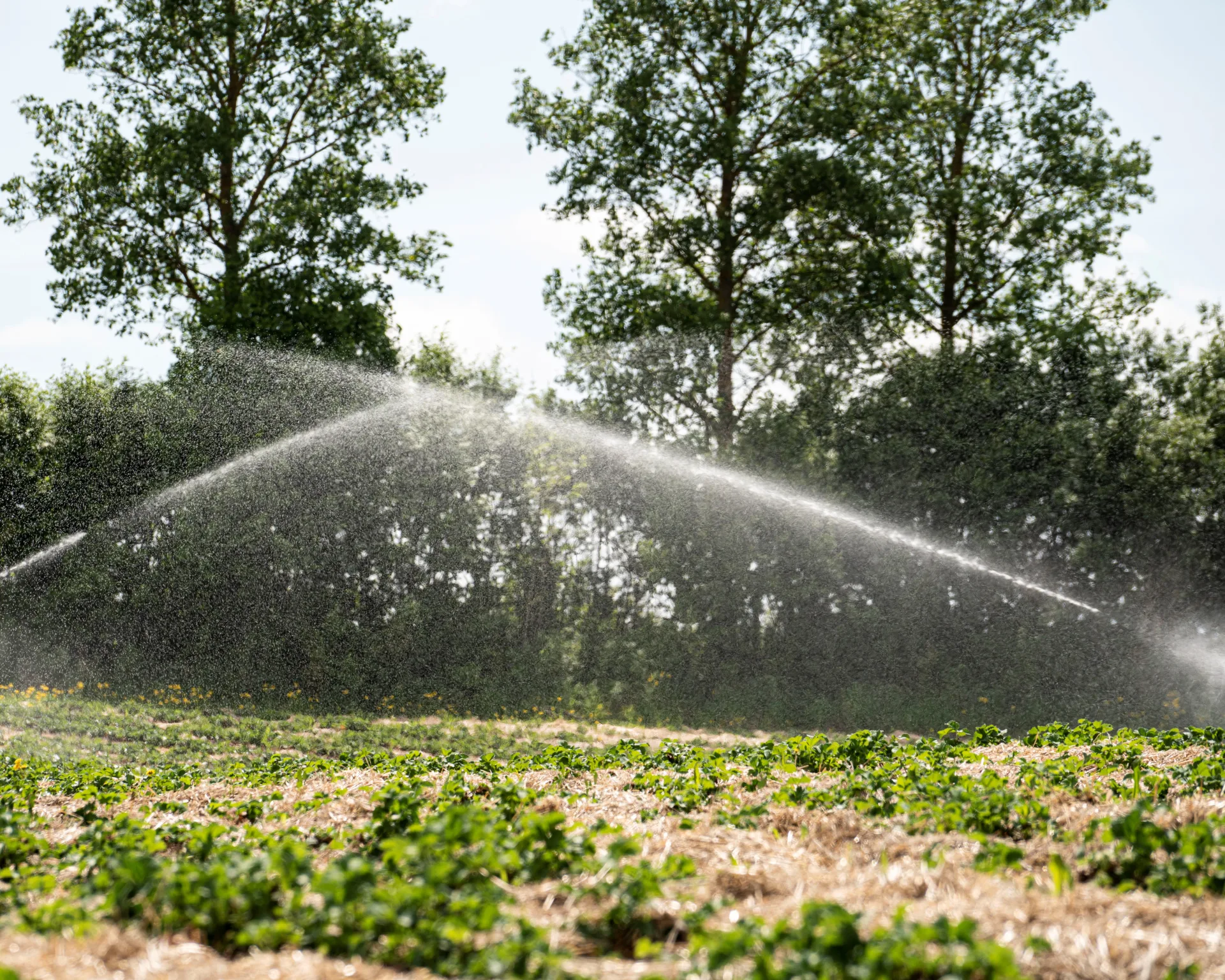 Vann over jordbæråker