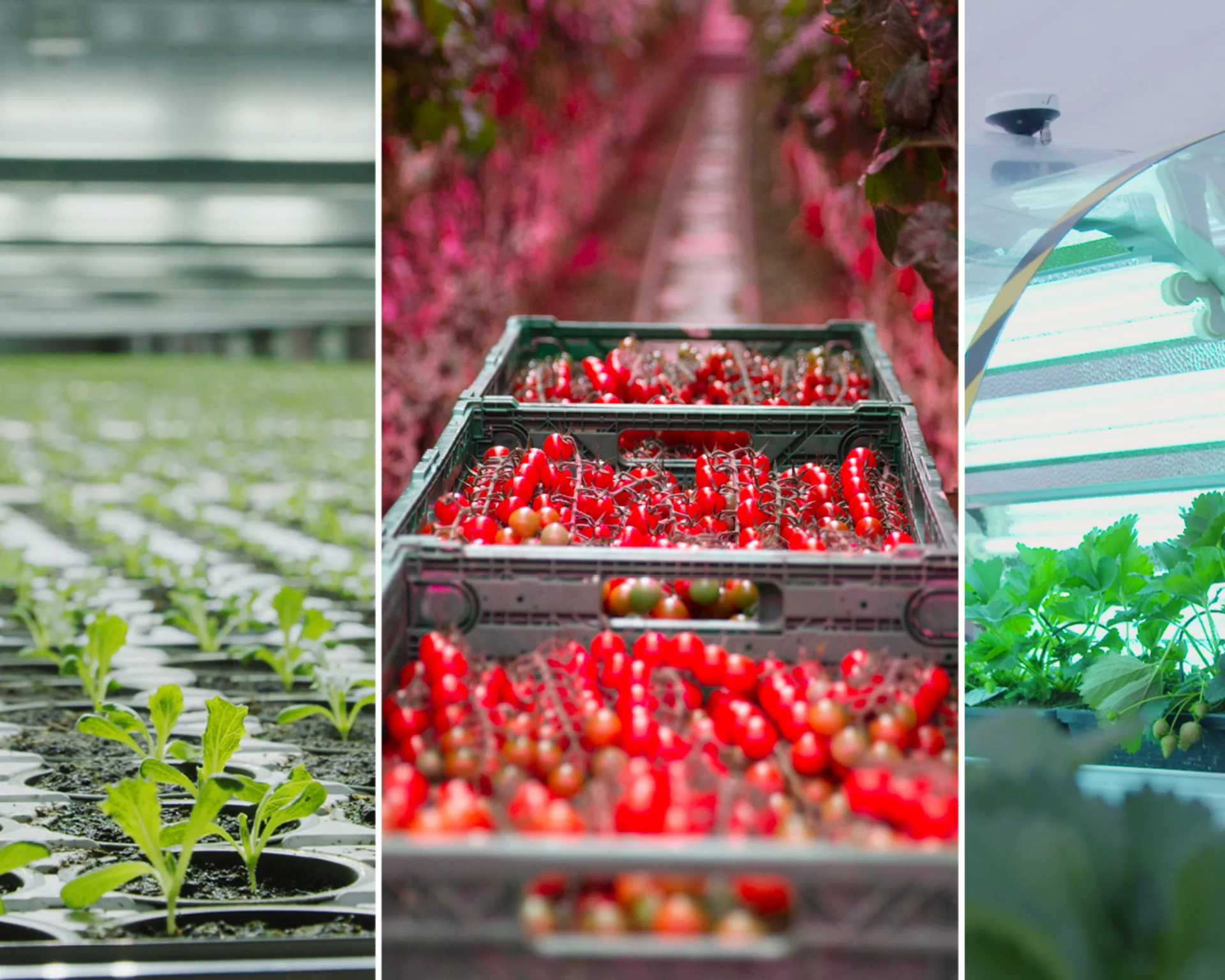 Innovasjonsprisen 2021 finalister