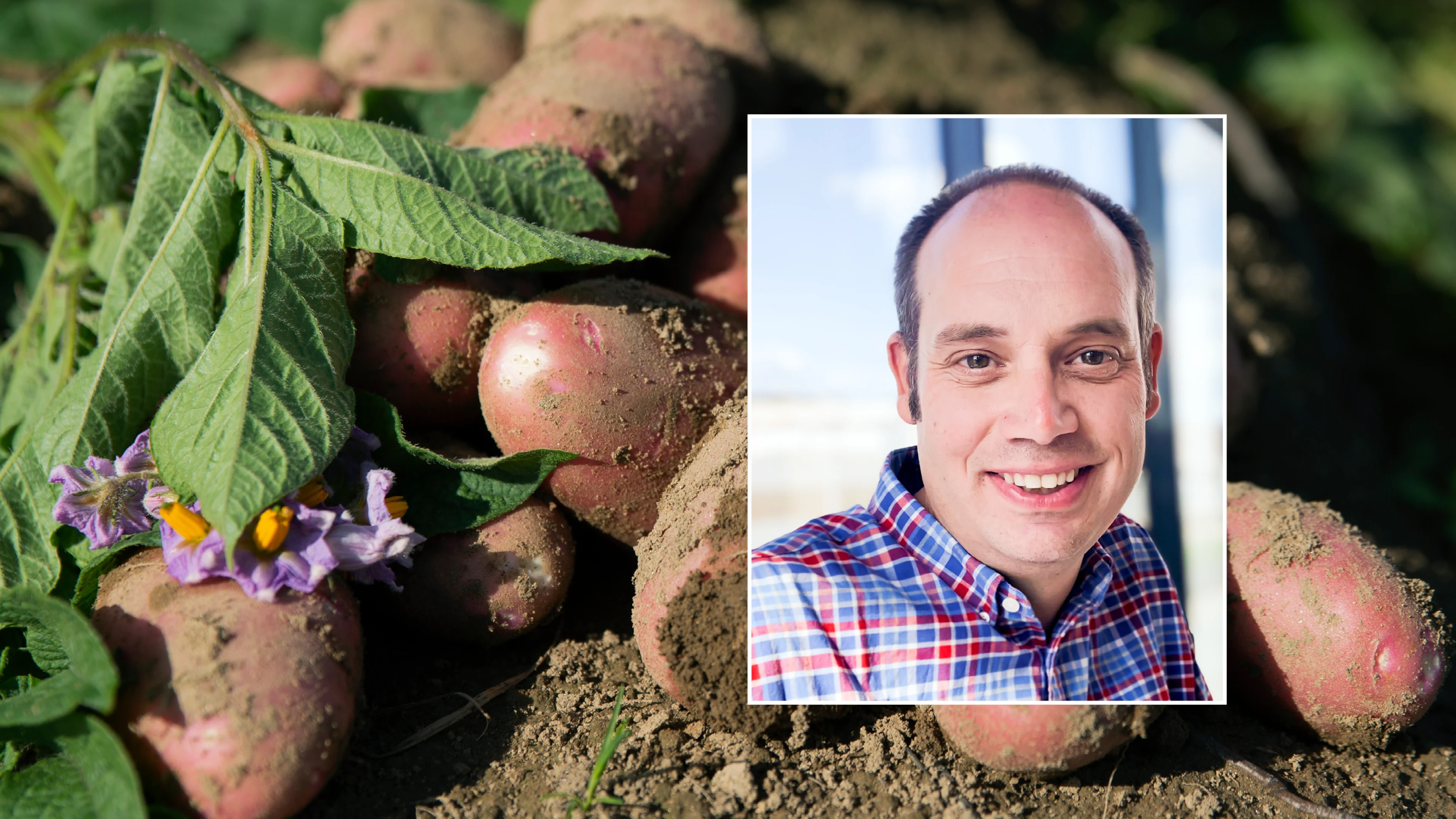 Collage med potet og portrett av Nils Olve Gillund