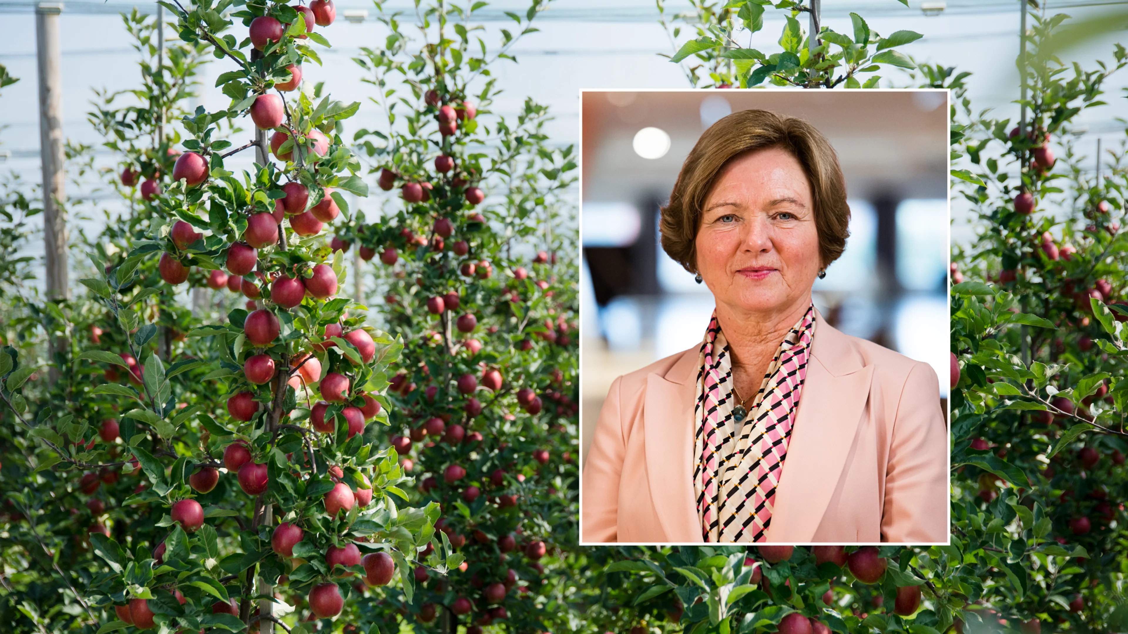 Elisabeth Morthen epler frukt