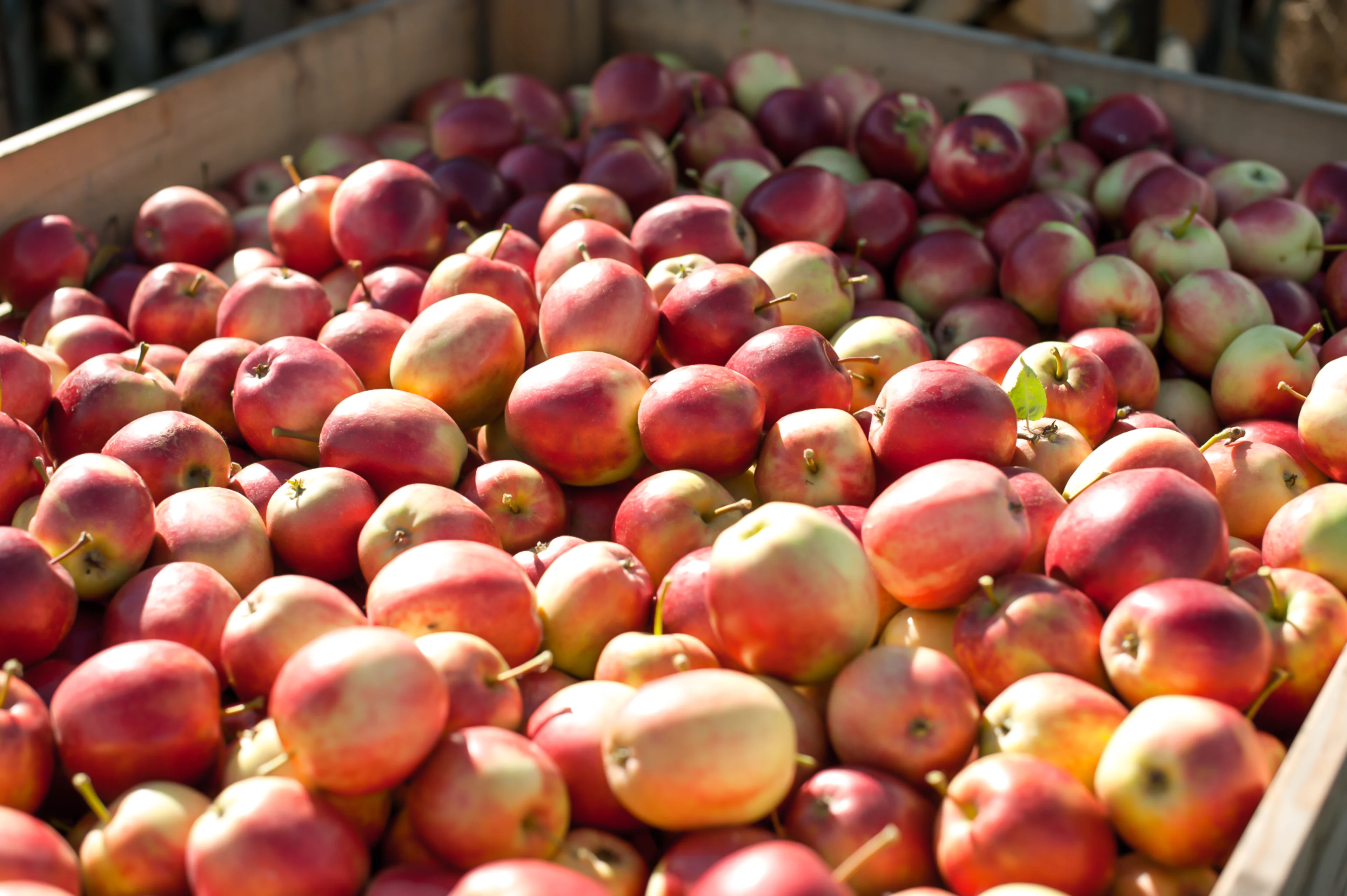 Norske epler i kasse
