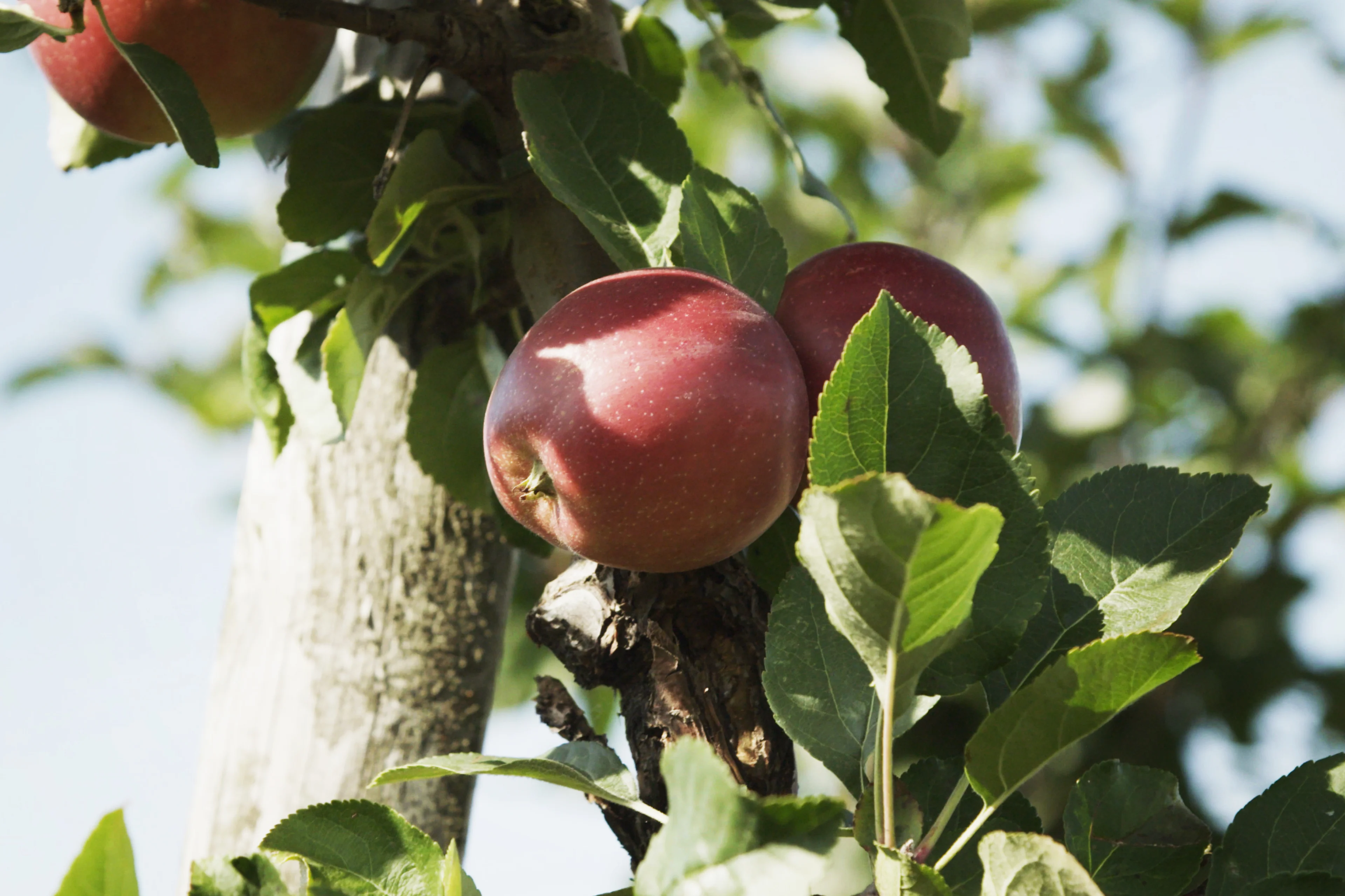 Eplehøsting hos Grethe Sylling