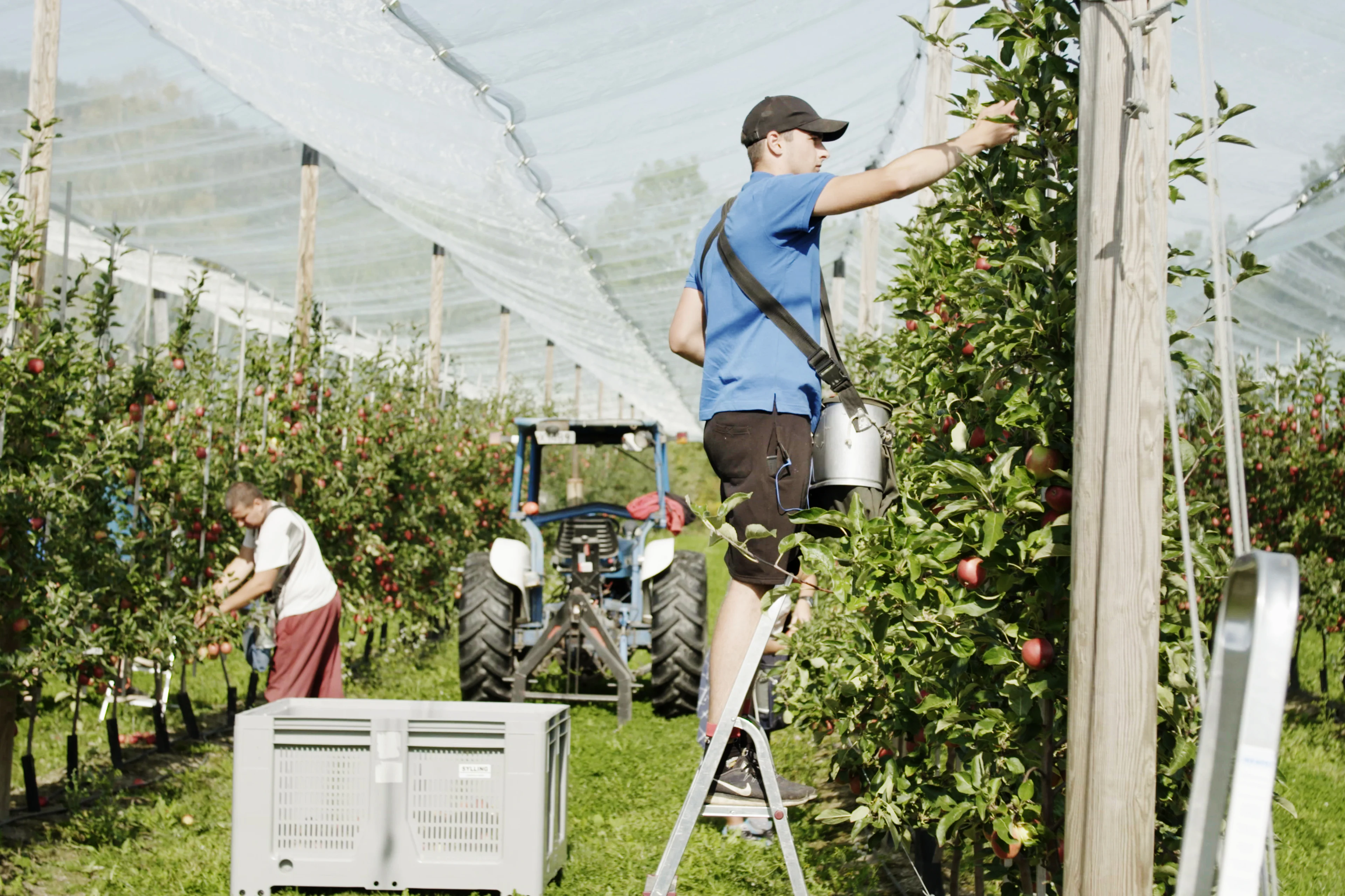 Eplehøsting hos Grethe Sylling
