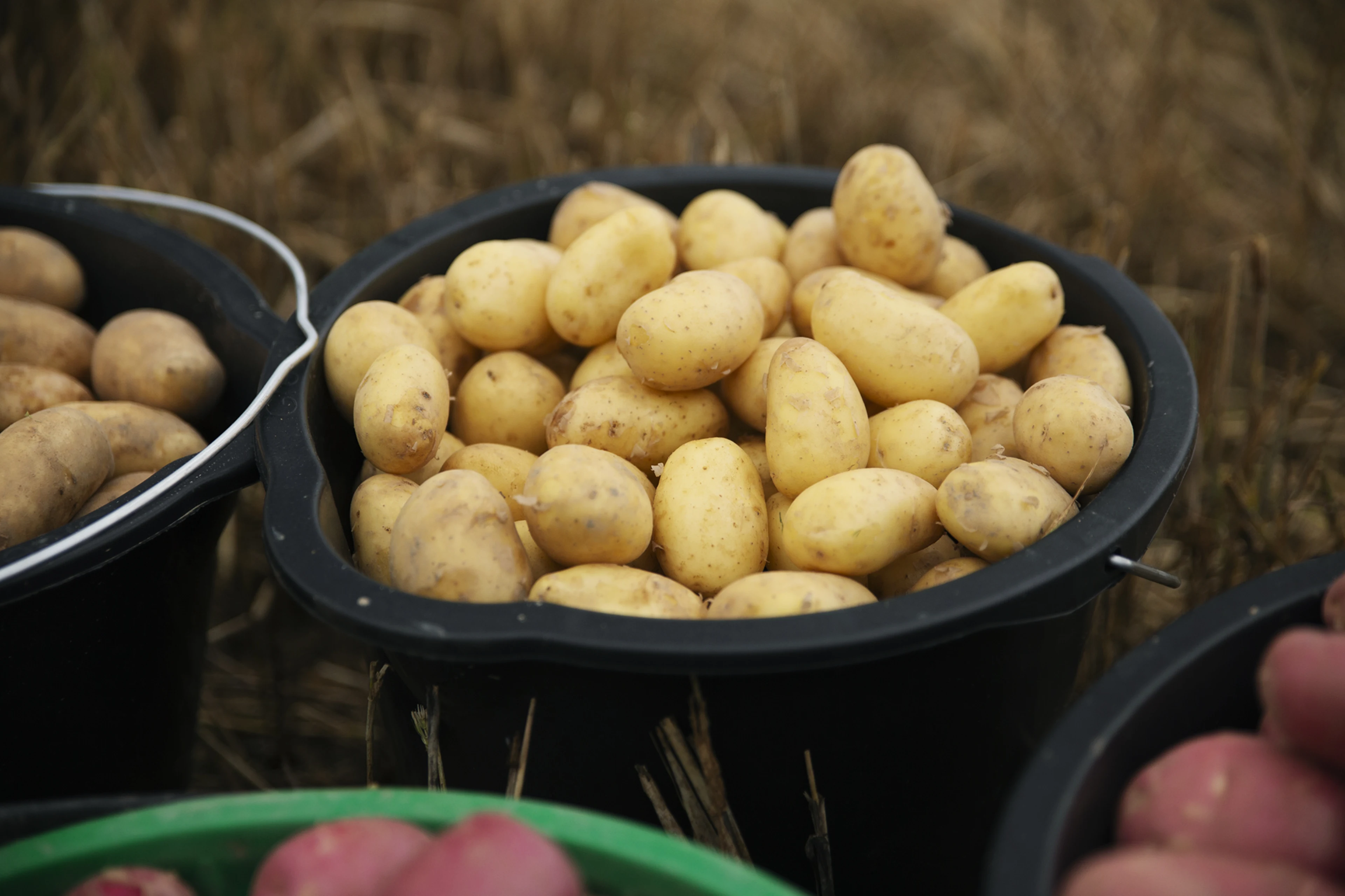 Poteter i bøtte