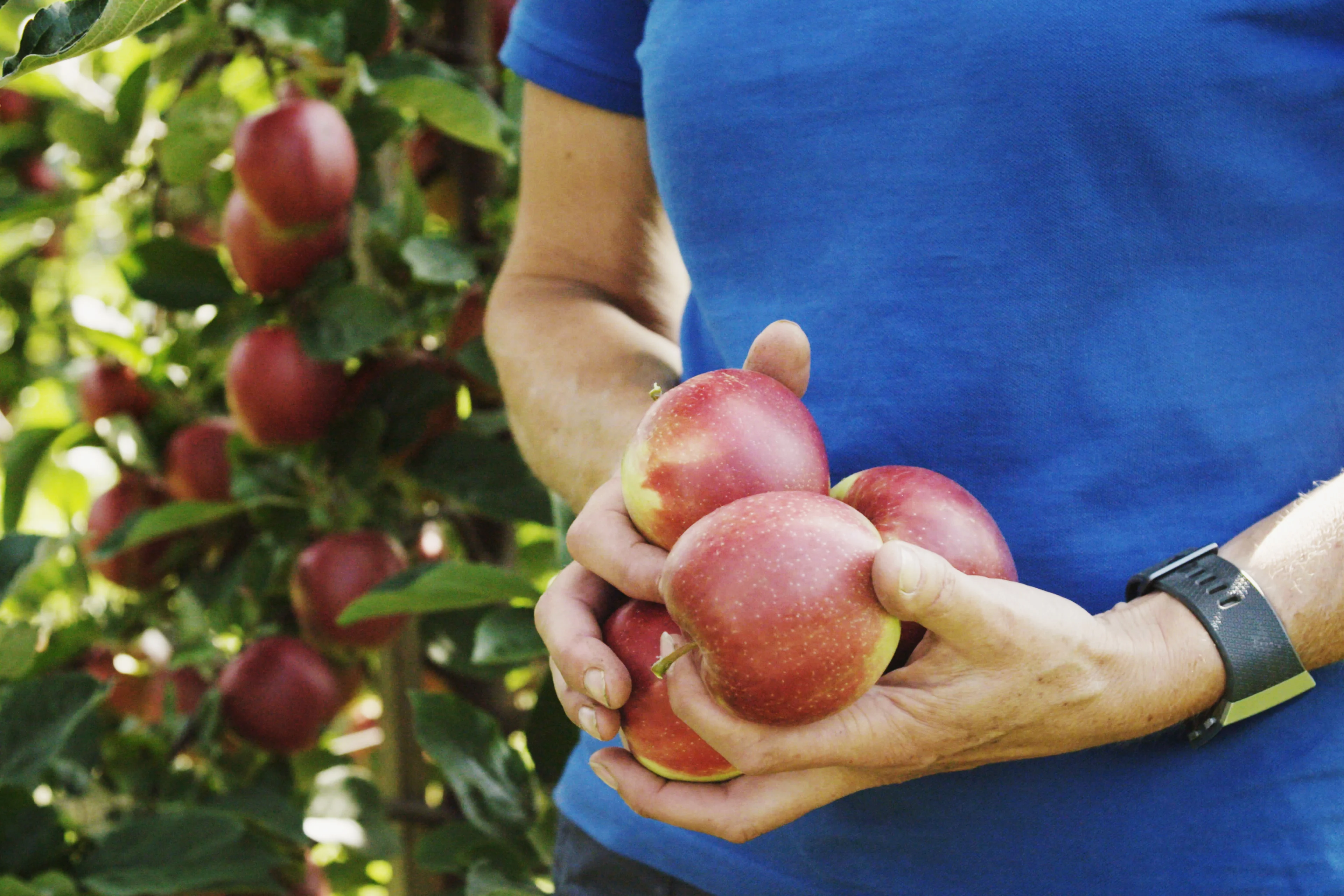 Eplehøsting hos Grethe Sylling