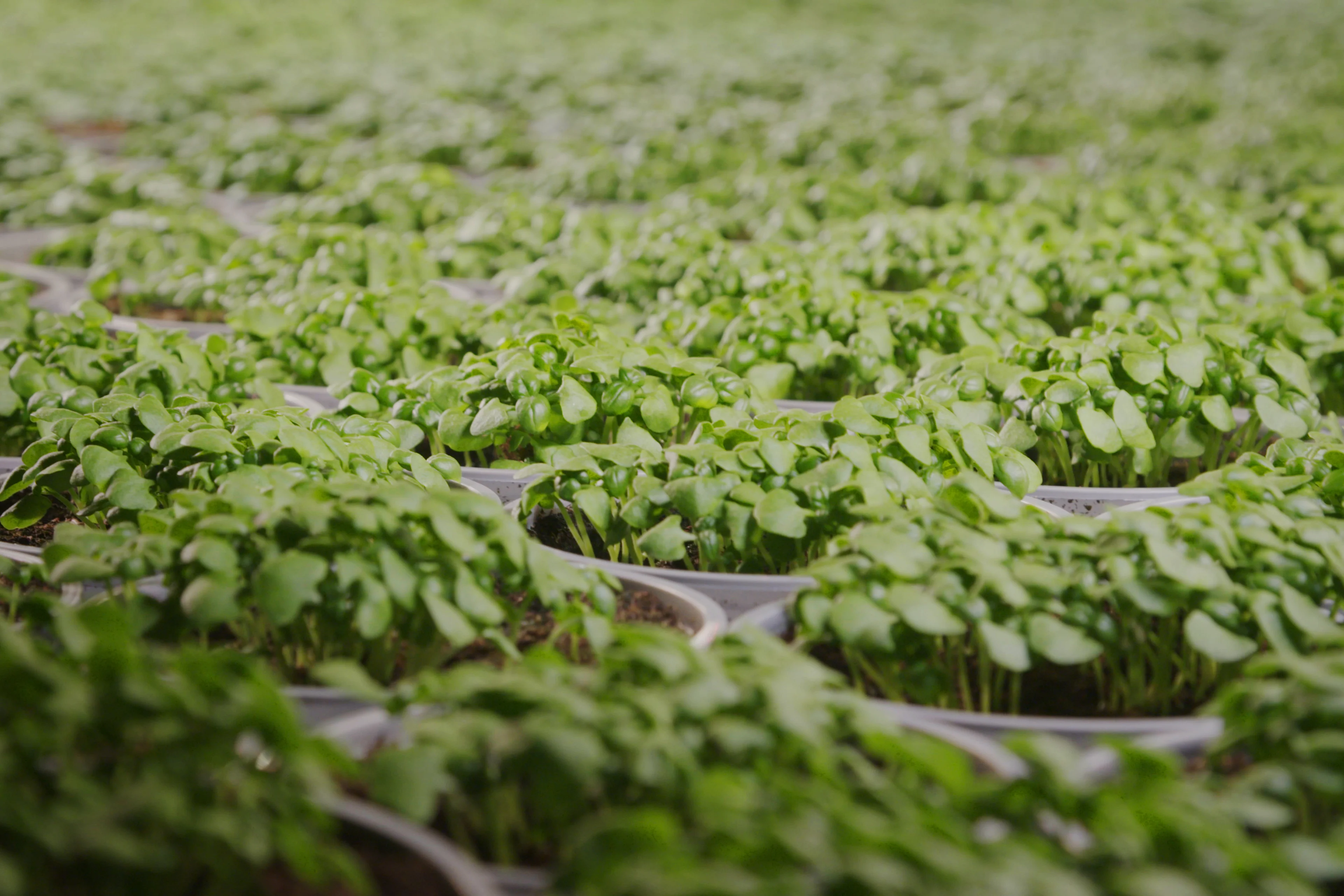 Urteproduksjon hos Karl Martin Viken