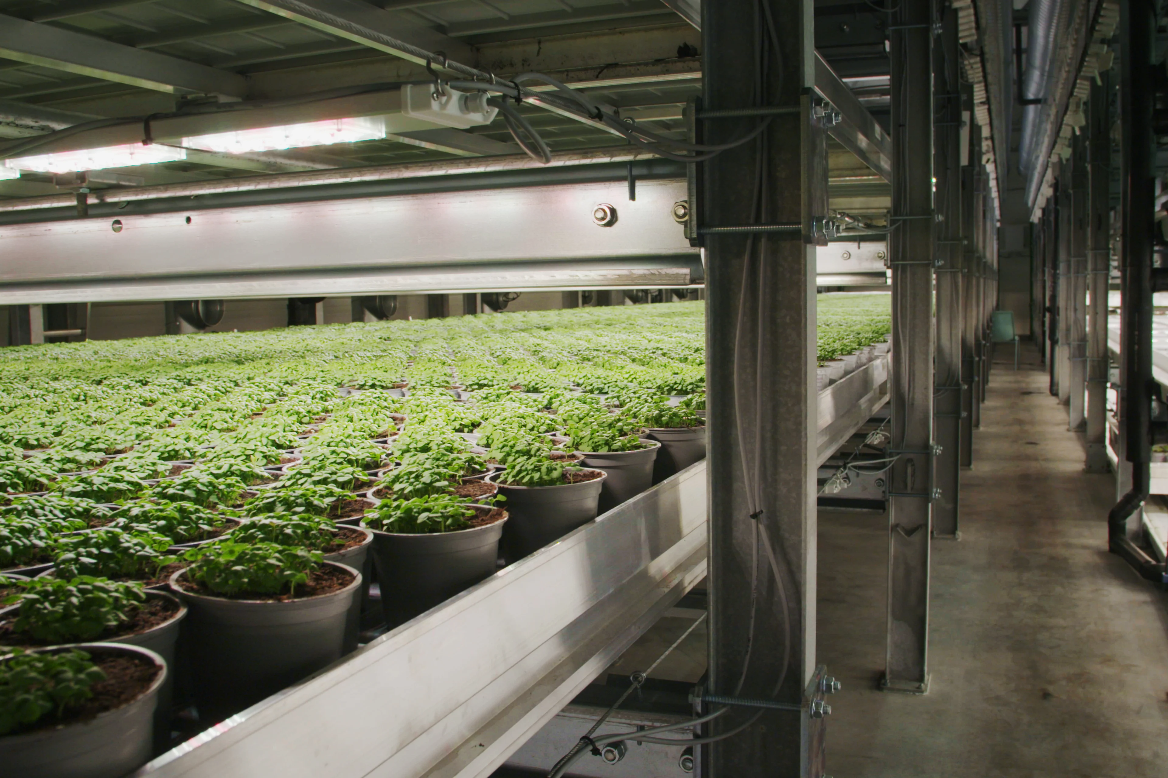 Urteproduksjon hos Karl Martin Viken