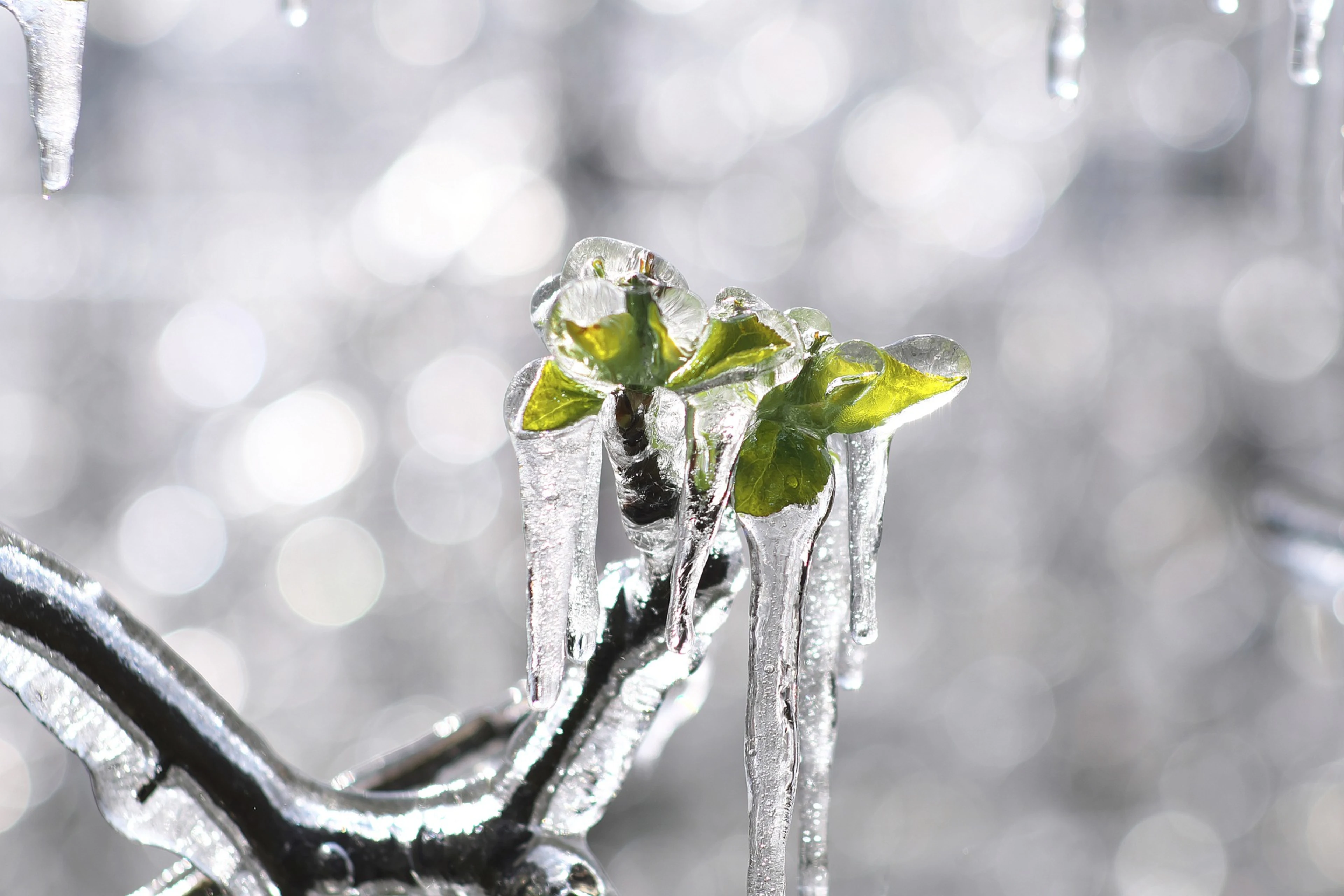 Gren av epletre med frost og is