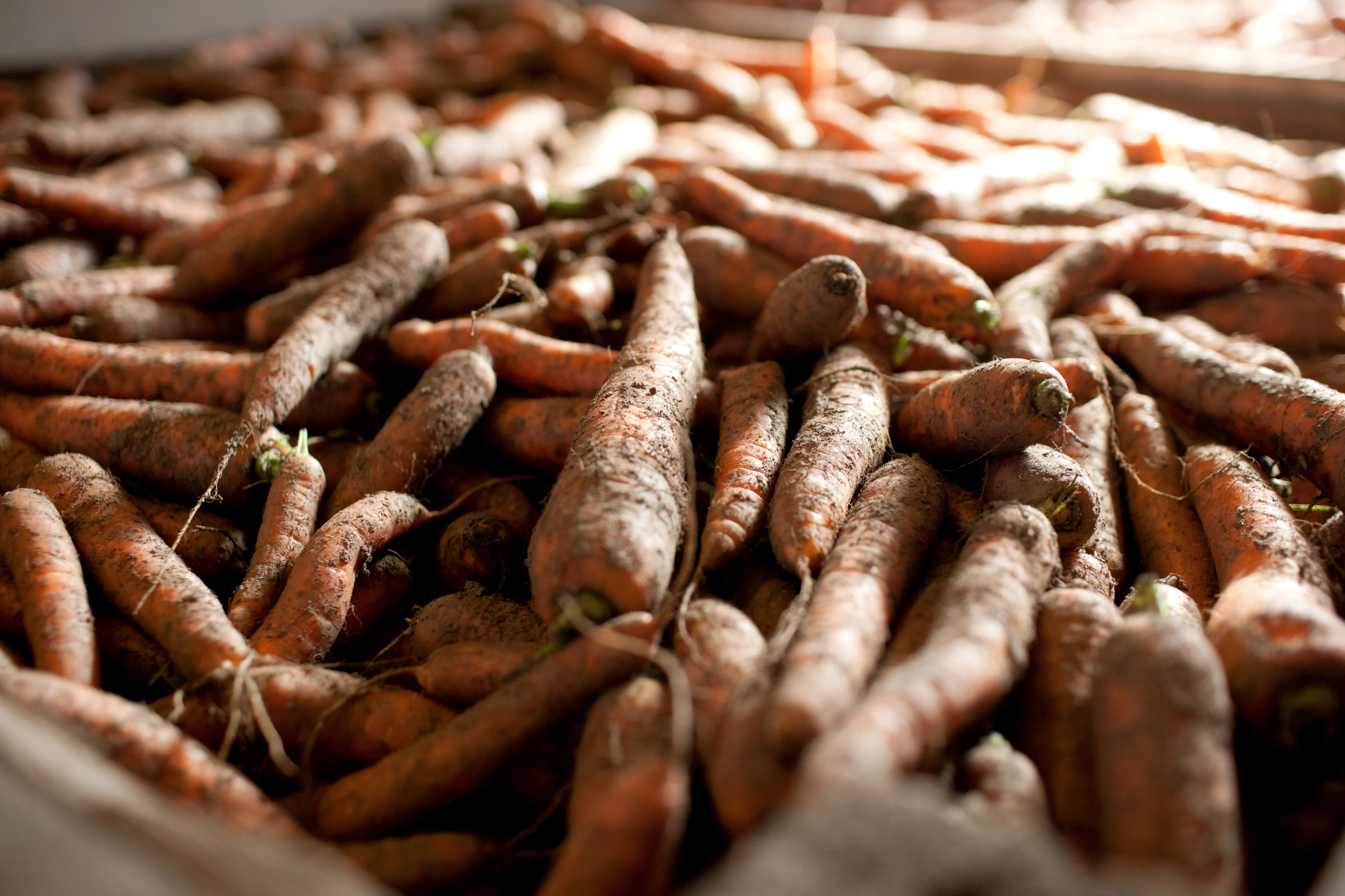 Gulrøtter på lager