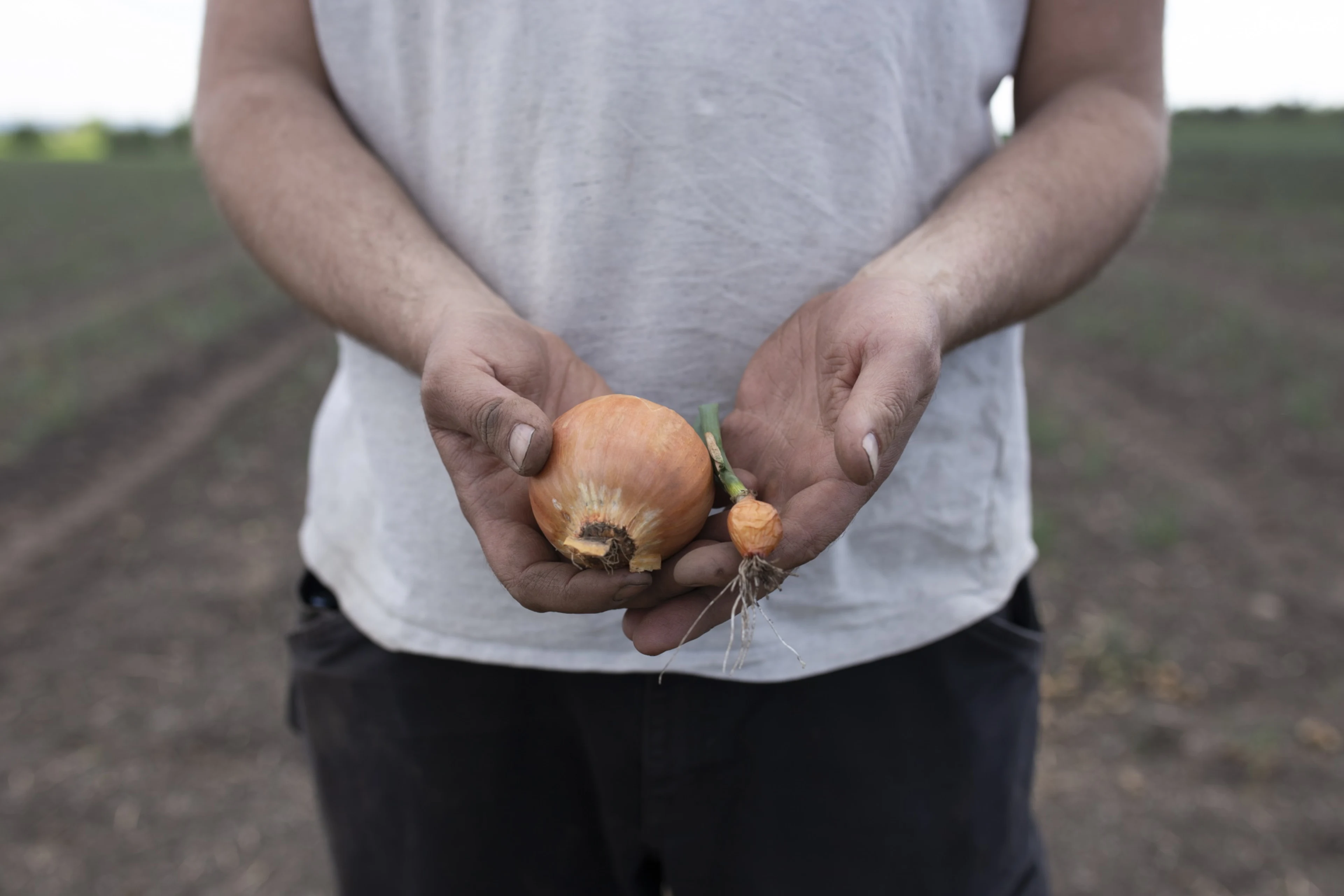 Nils Olve Gillund på åker holder to løk