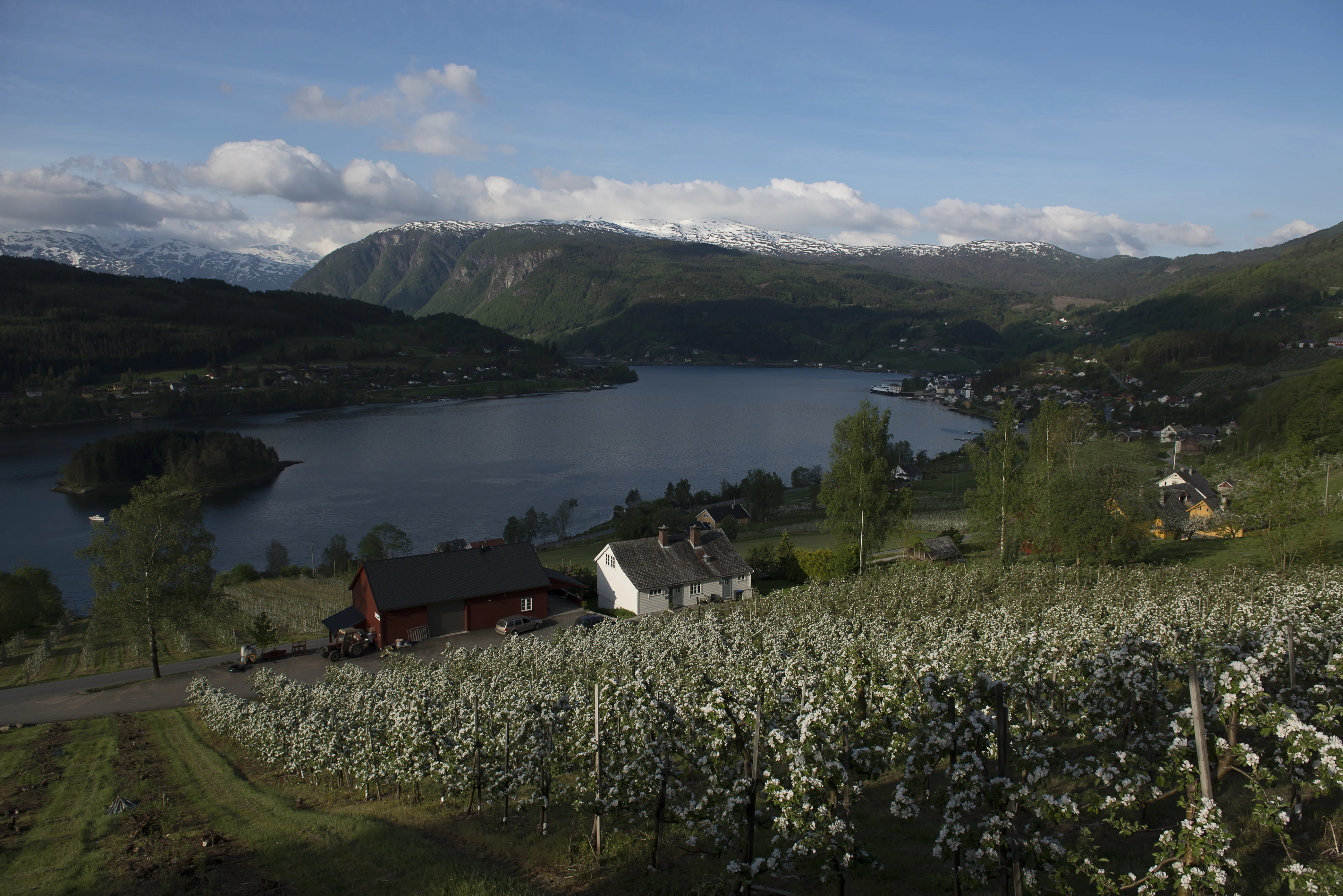 Epletrær i blomst  ved fjord