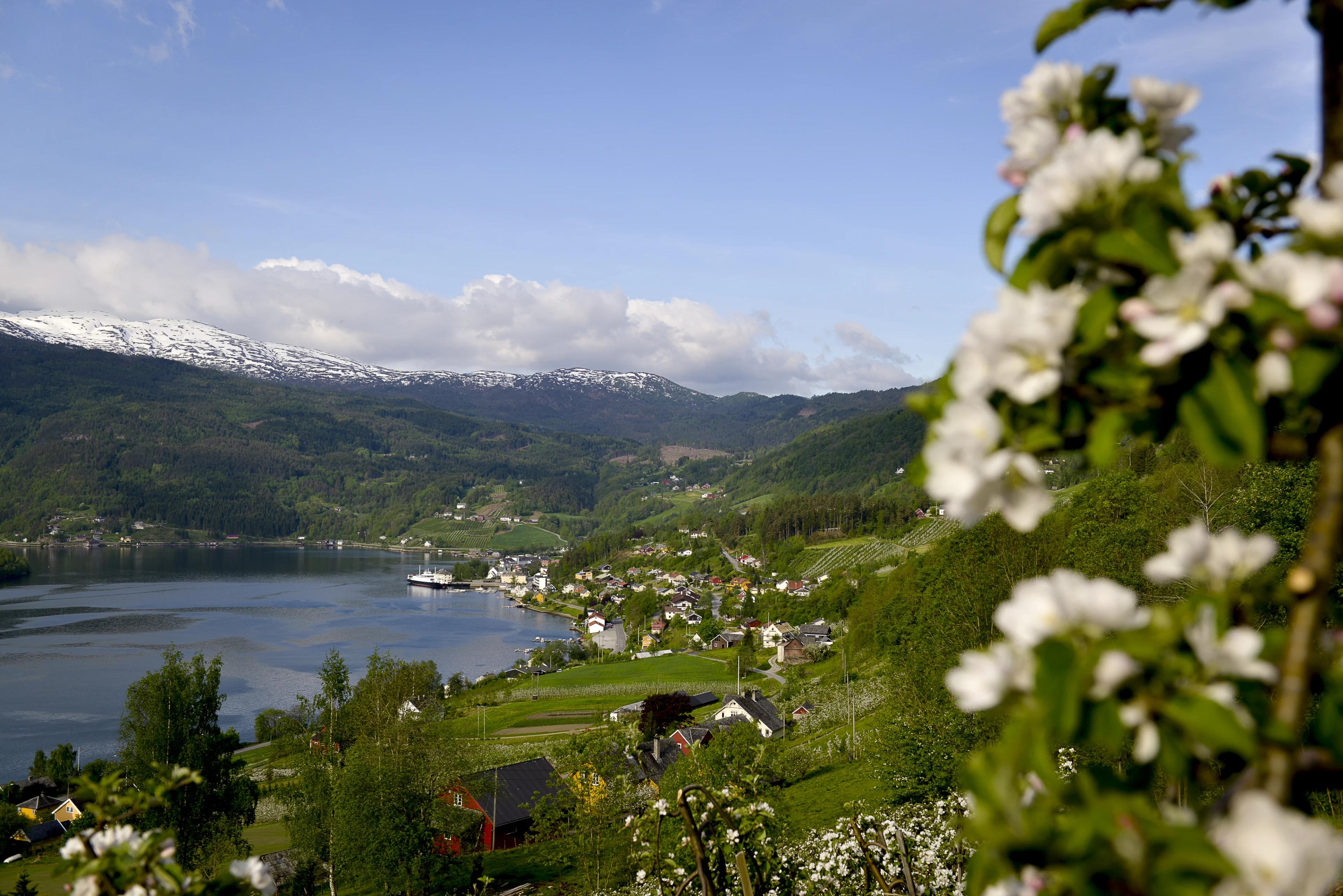 Epletre i blomst  ved fjord