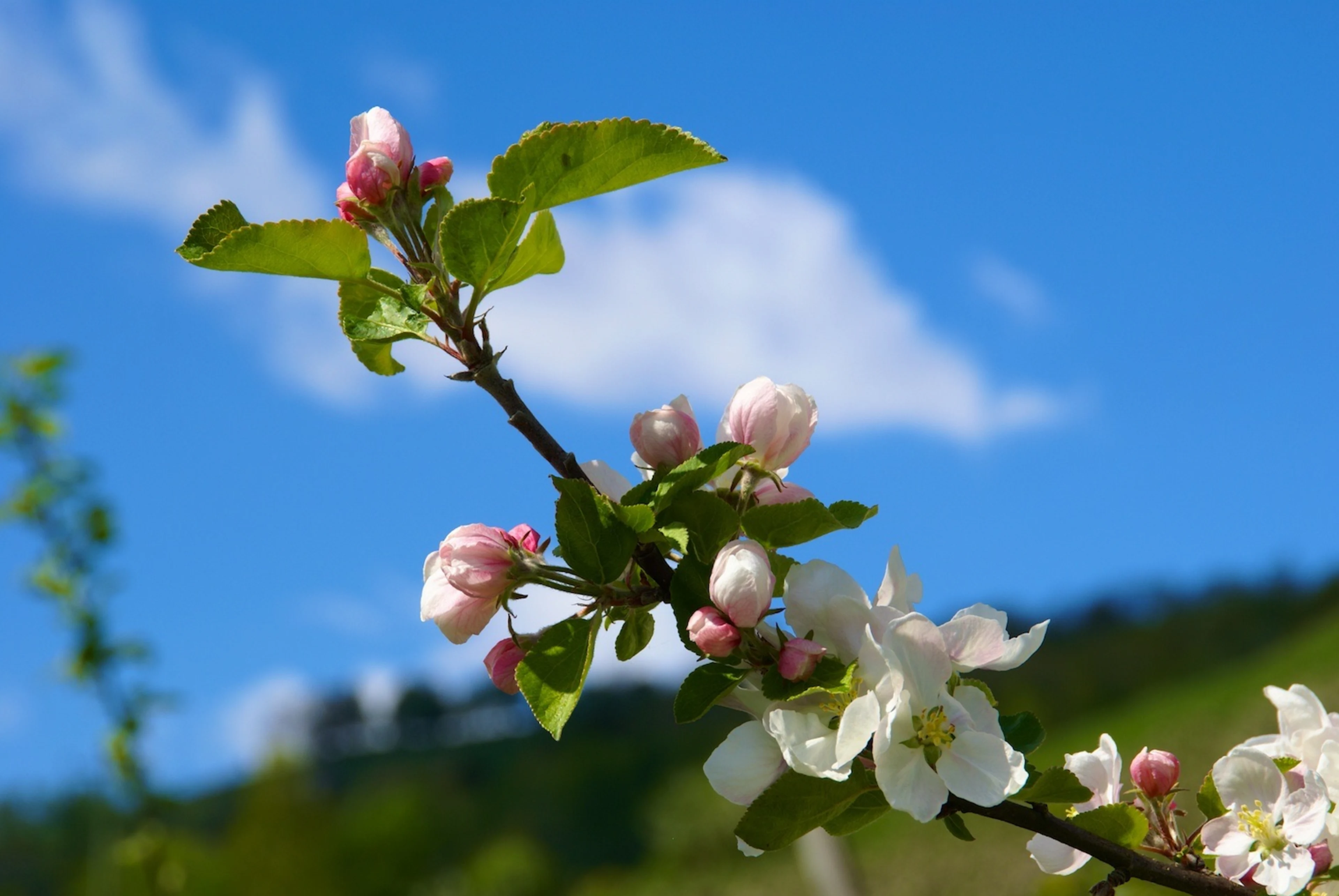 Epletrær i blomst  ved fjord