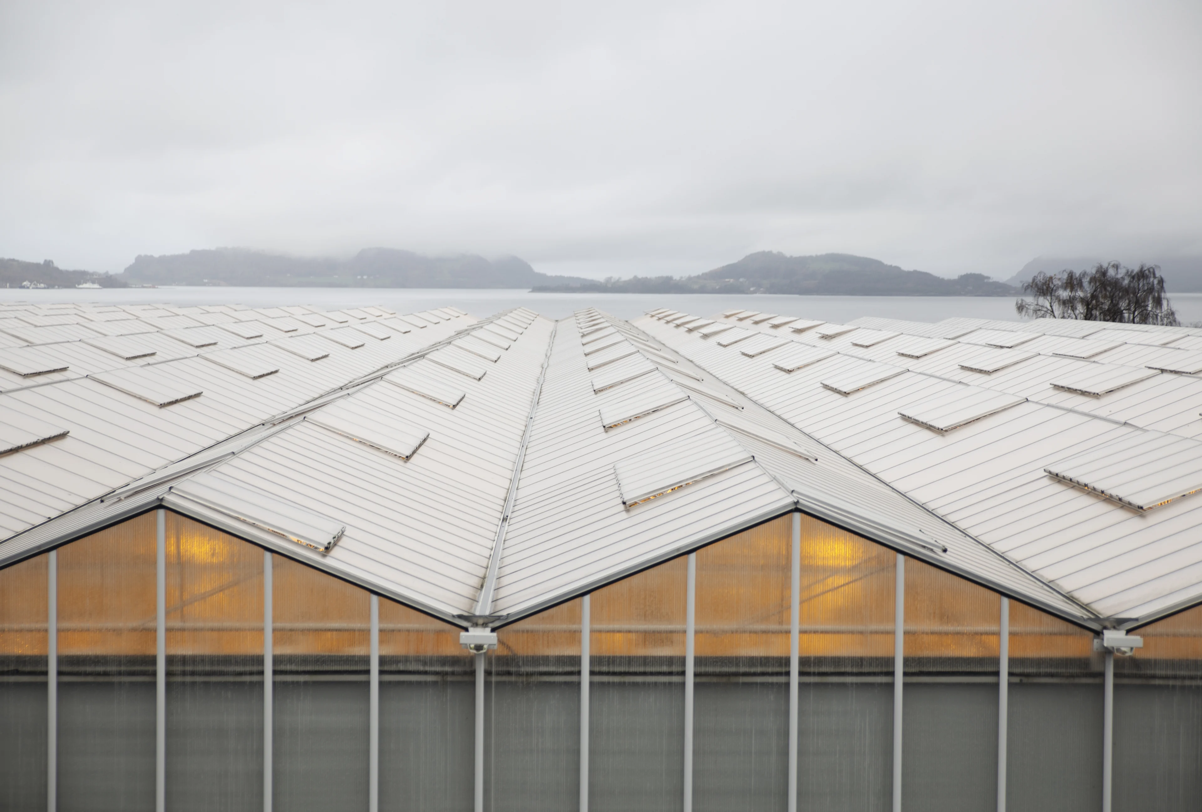 Lauvsnes Gartneri Cherrytomater Juanita