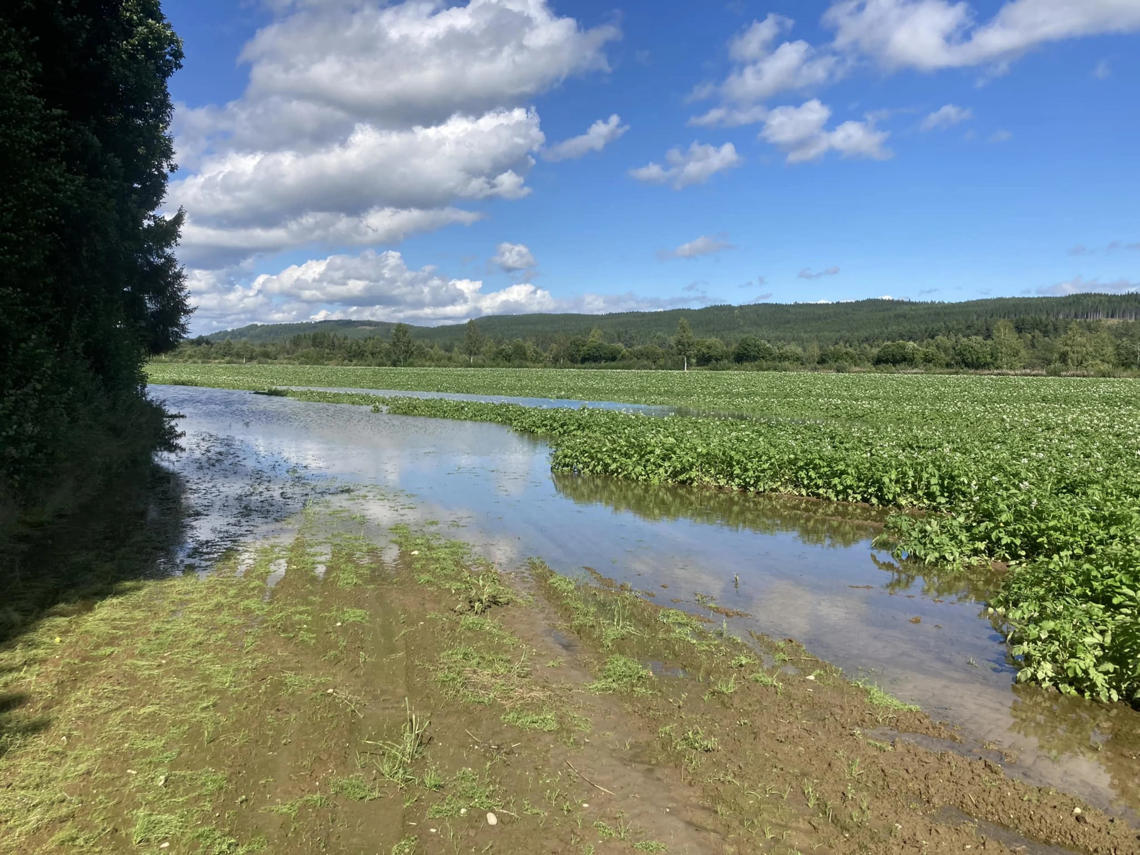Flomskader Rena potet
