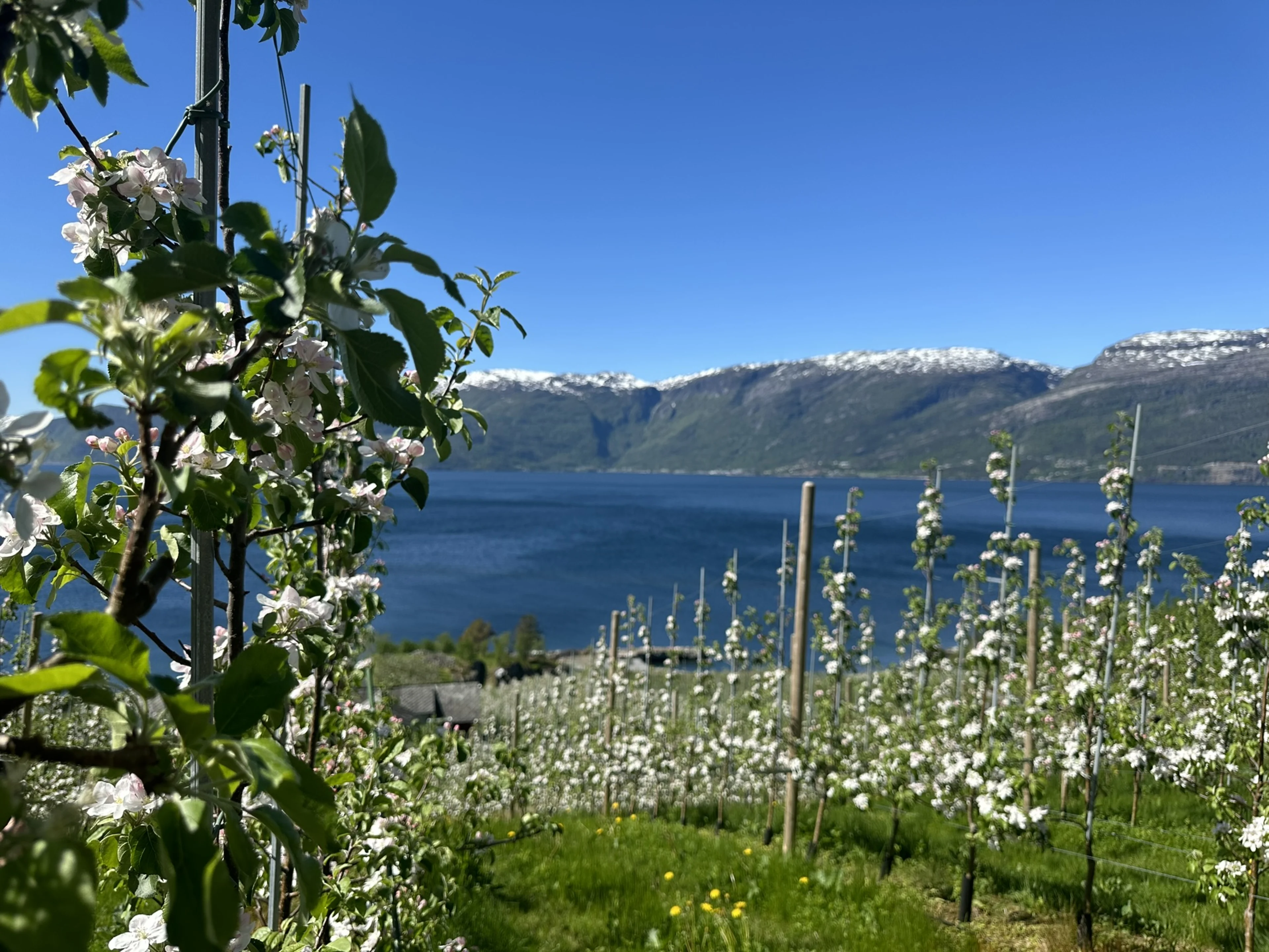 Fruktblomstring Hardanger eple 2024