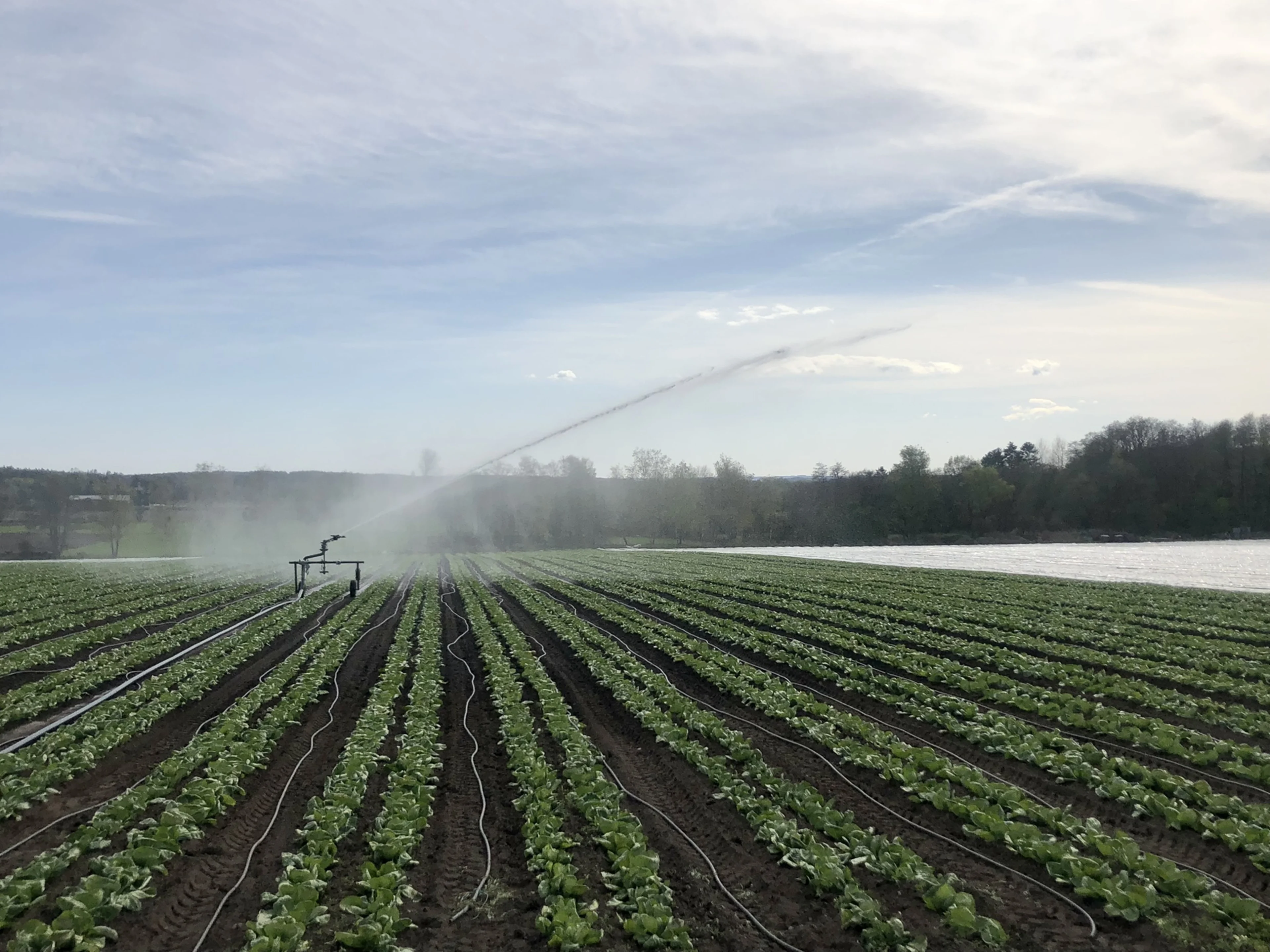 Vanning av grønnsaker