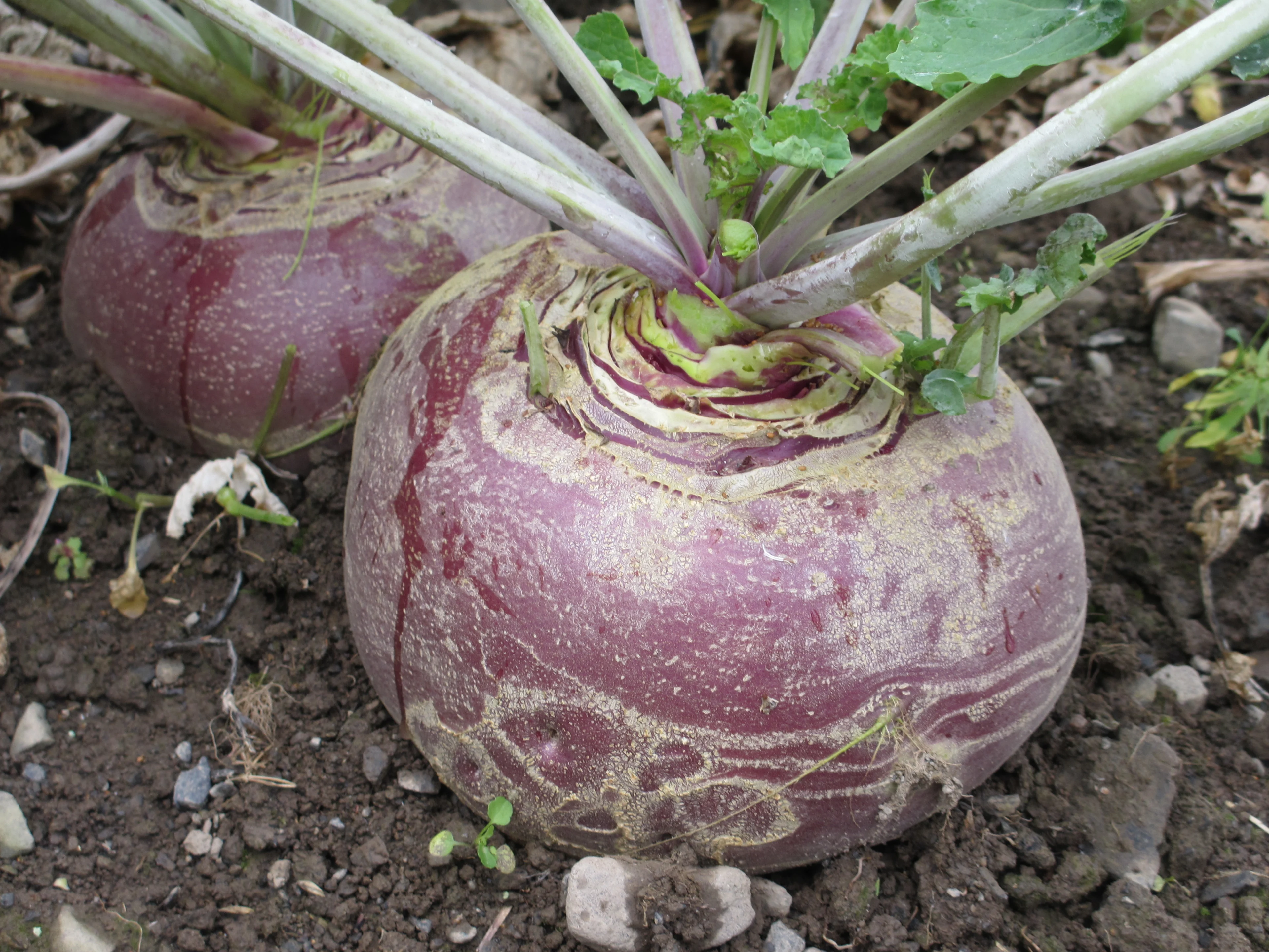 Kålrot på jorde