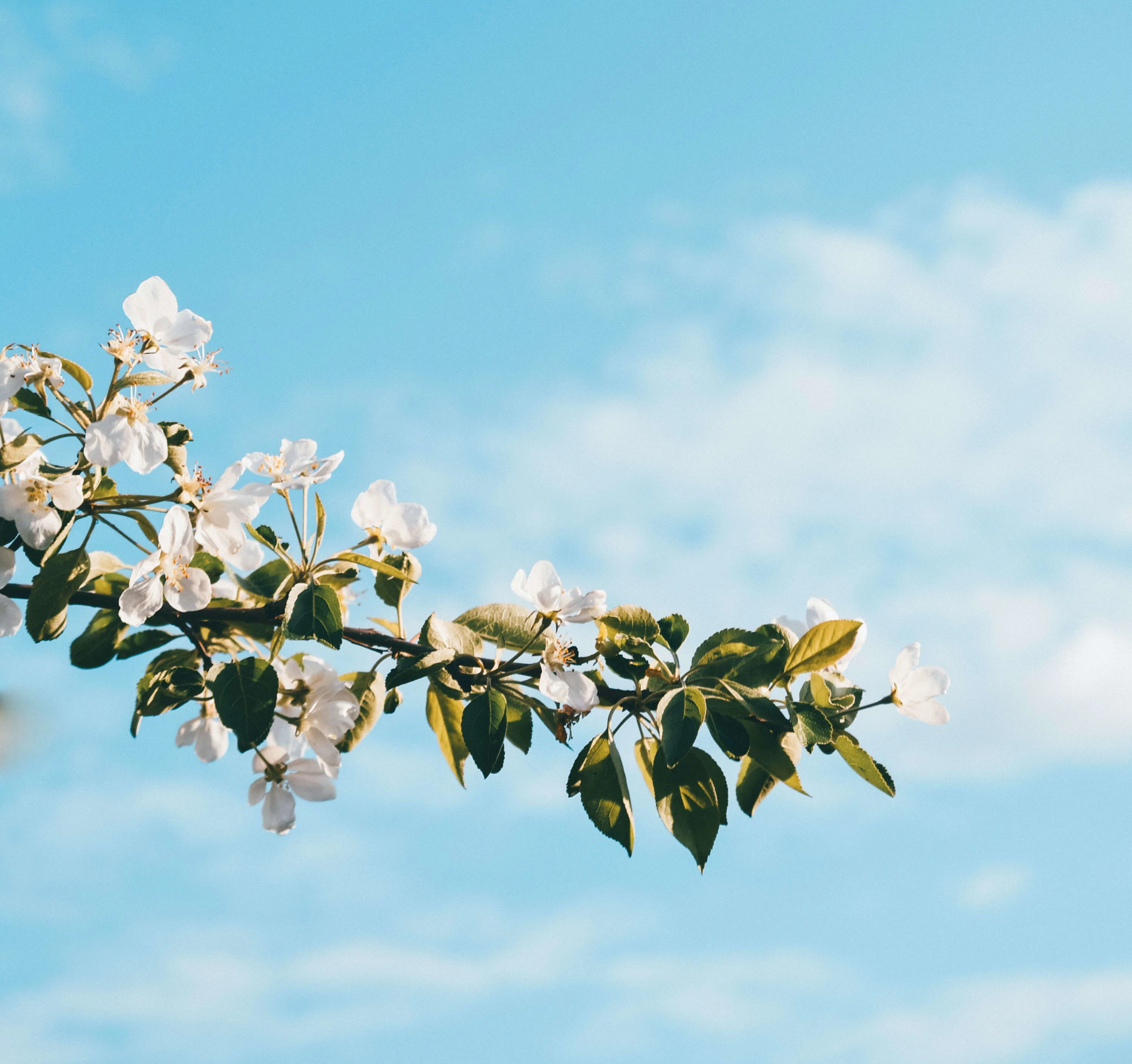 Gren av epletre under blomstring