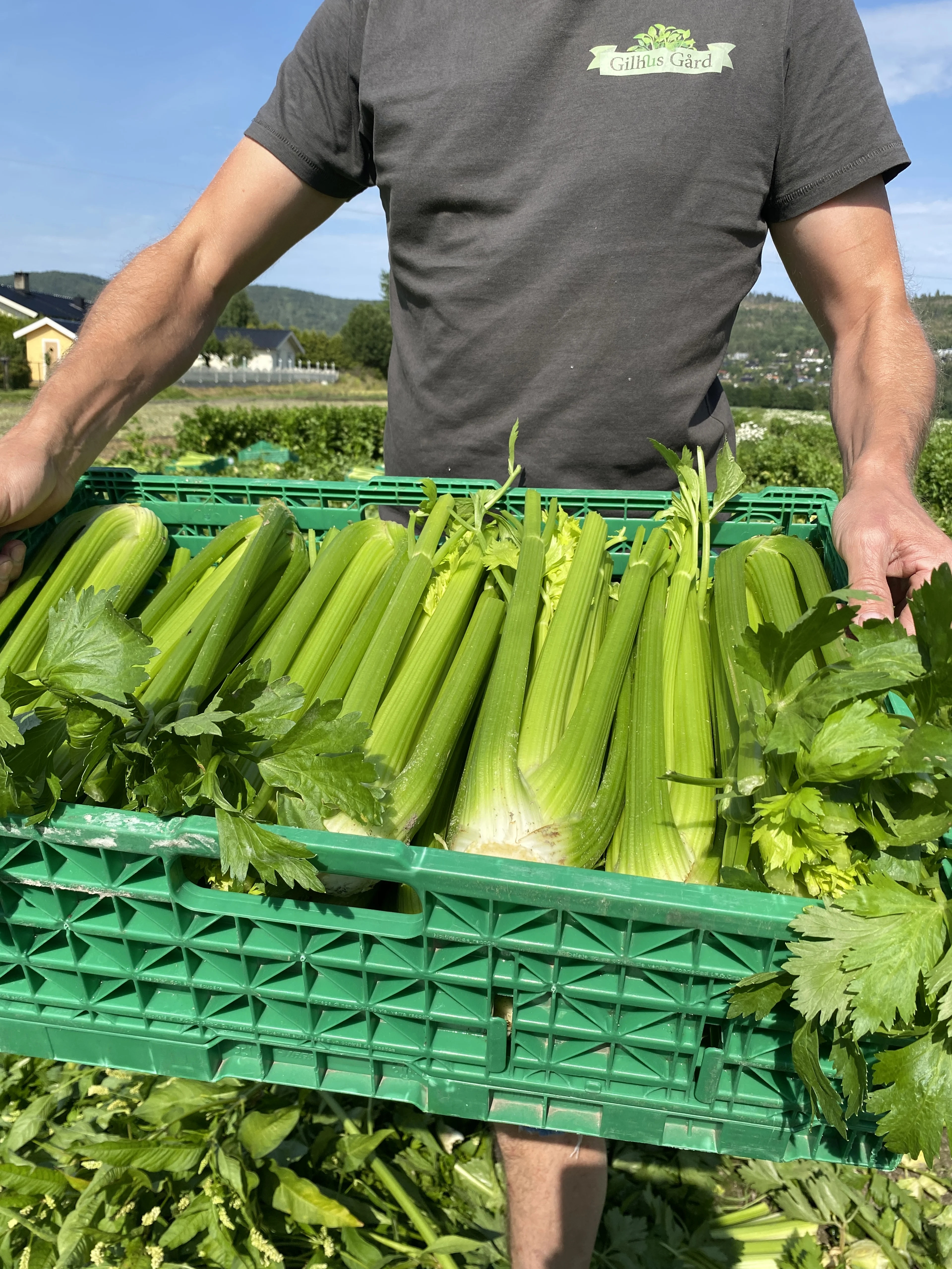 Fra innhøsting på Gilhus Gård i juli 2022. Foto: Gartnerhallen