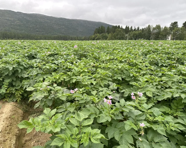 Solveig og Dag-Idar Nilsen Målselv potetproduksjon