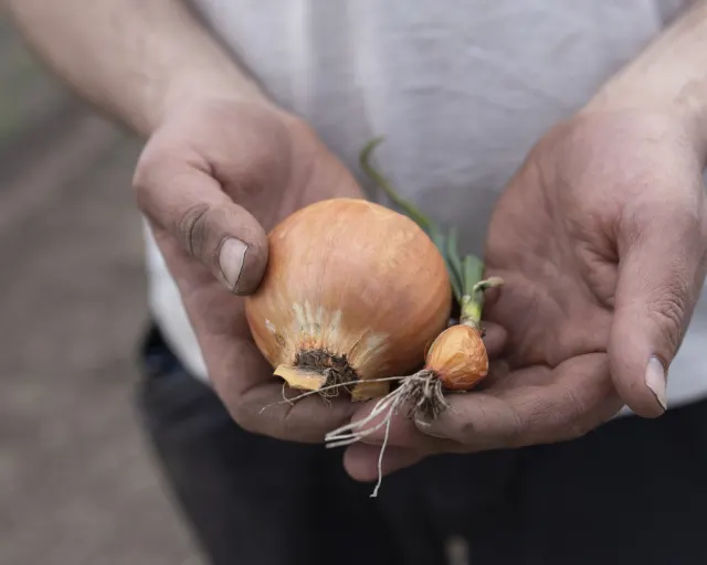 Nils Olve Gillund på åker holder to løk