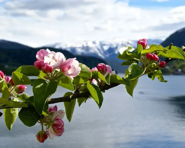 Epletrær i blomst  ved fjord