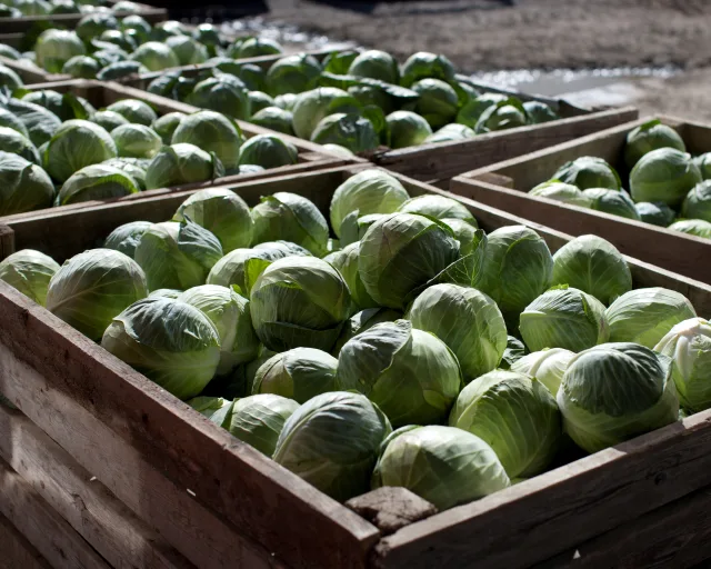 Kål i pallekasser