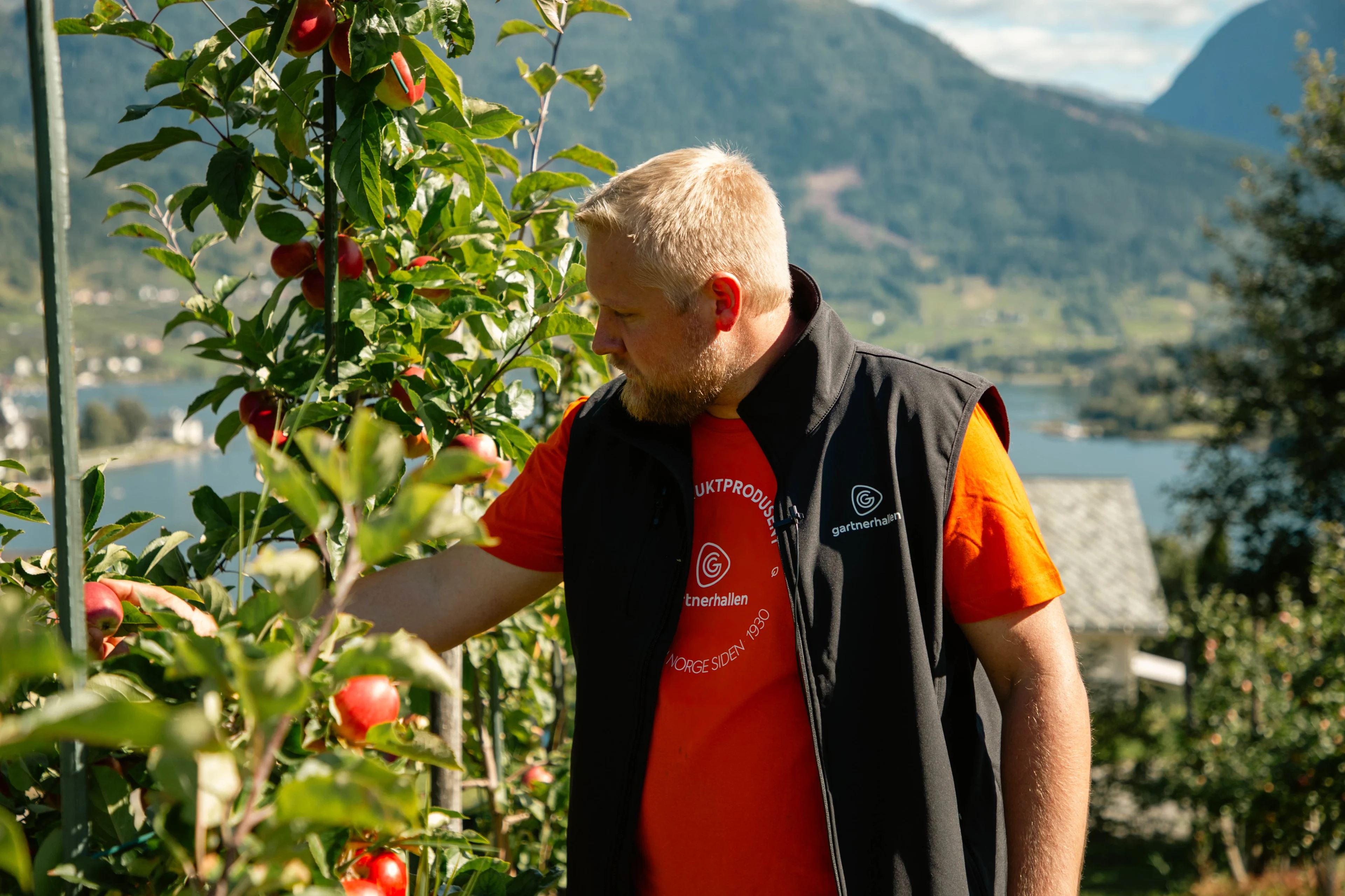 Vidar Fleten epler Hardanger