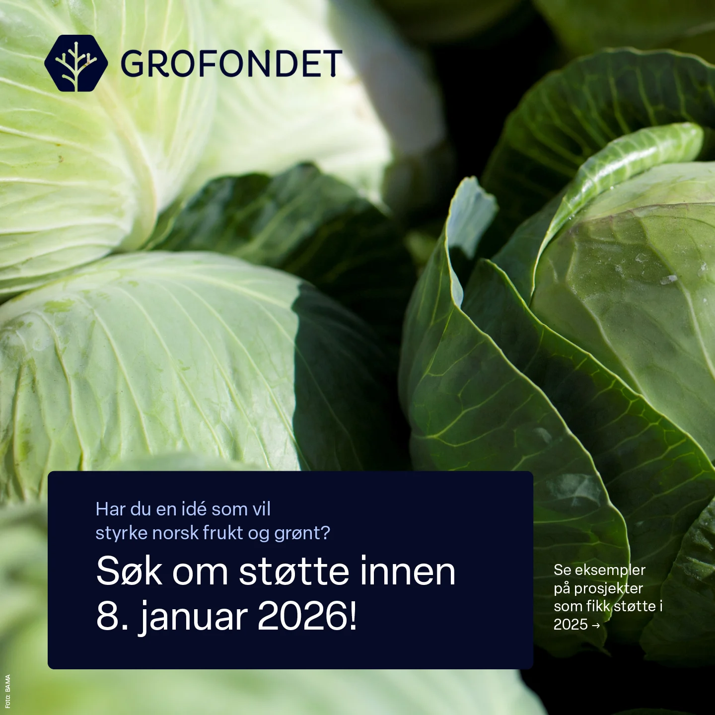 Et bilde fra Gartnerhallen