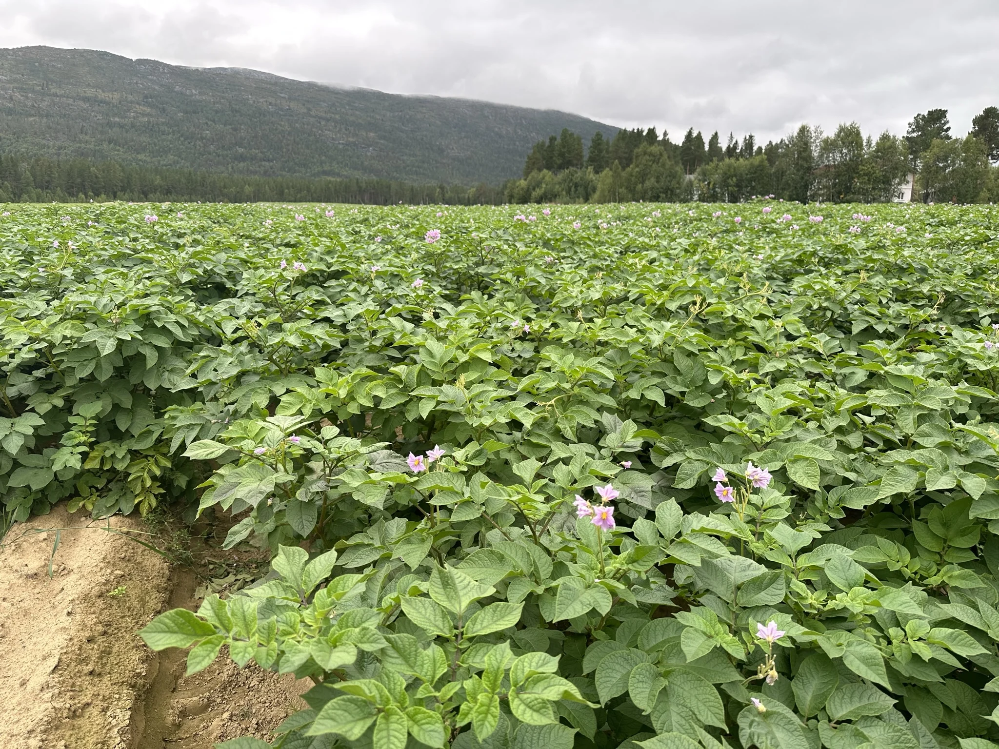 Solveig og Dag-Idar Nilsen Målselv potetproduksjon