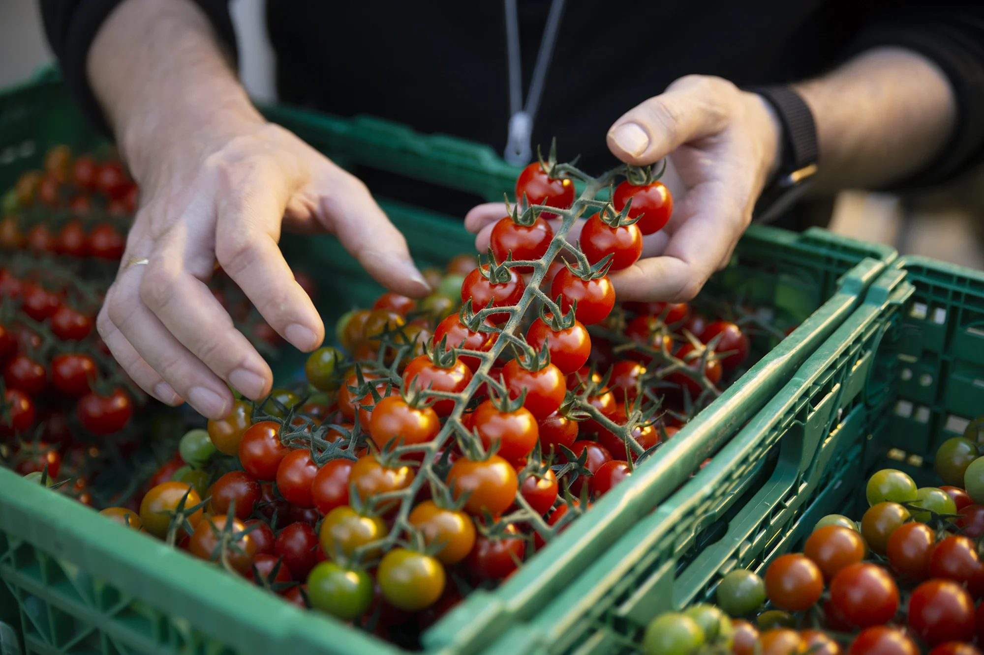 Lauvsnes Gartneri Cherrytomater Juanita