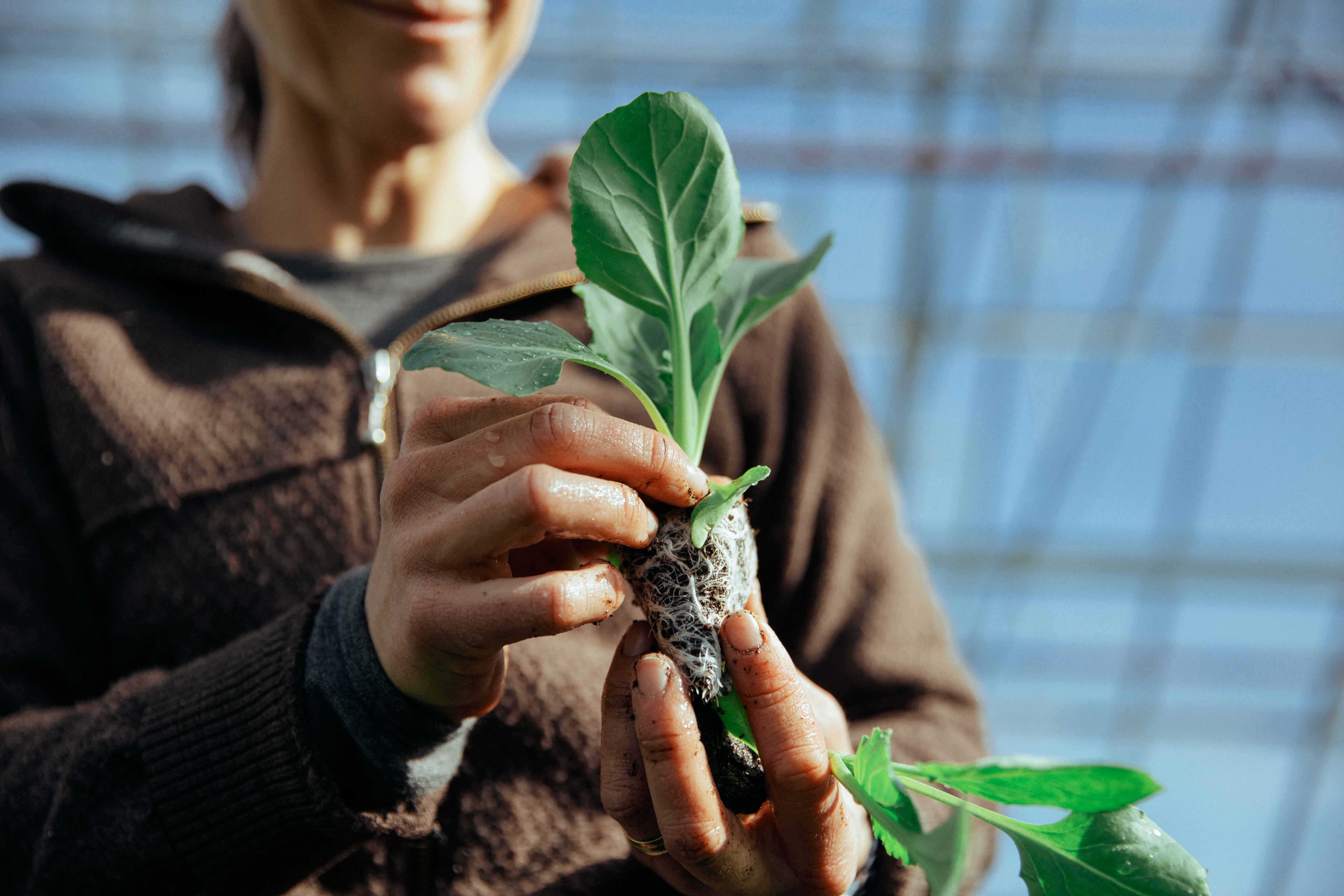 Karine Huseby Vestfold kålproduksjon