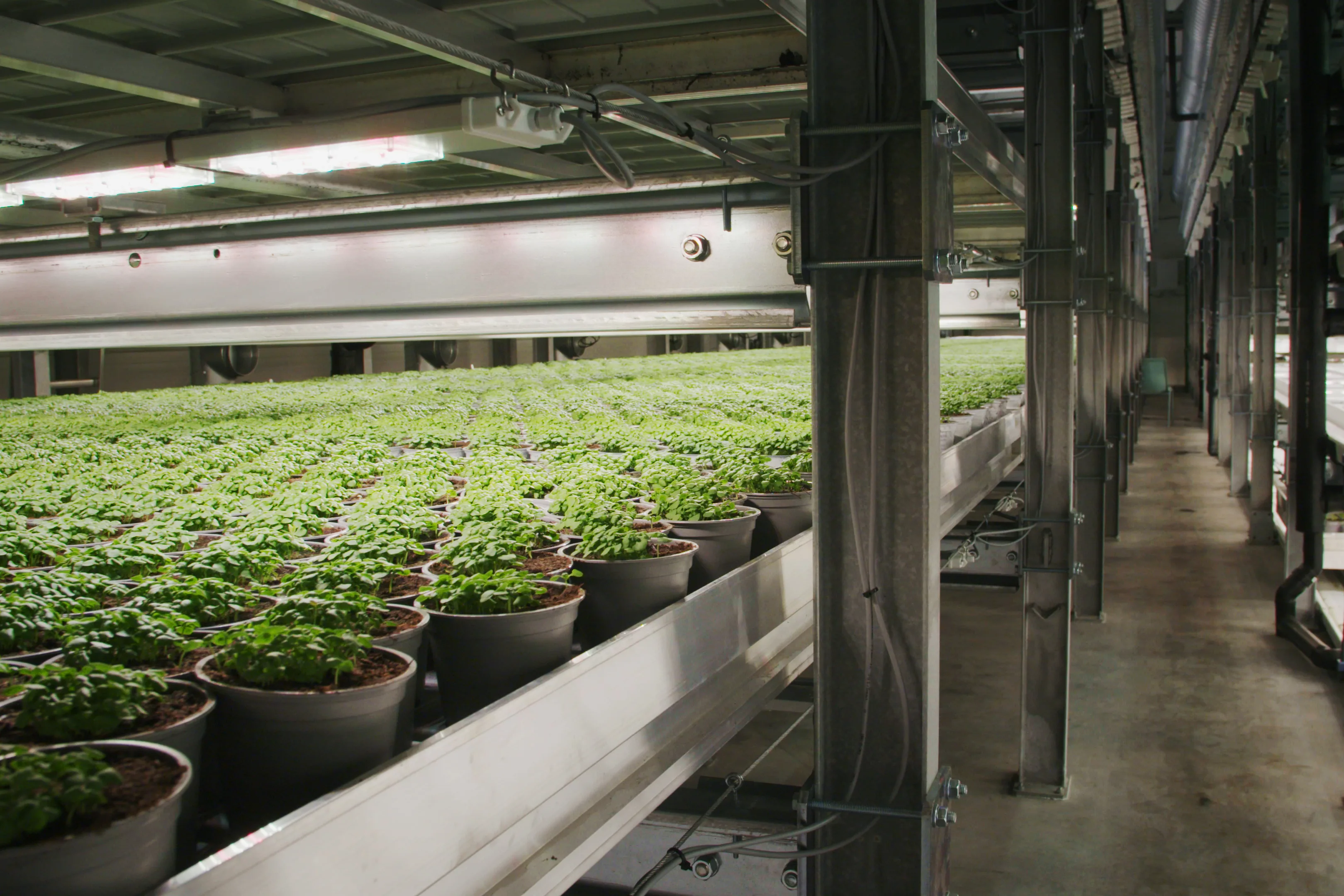 Urteproduksjon hos Karl Martin Viken