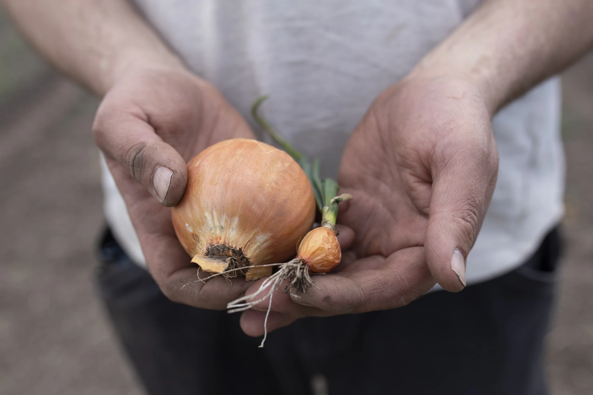 Nils Olve Gillund på åker holder to løk