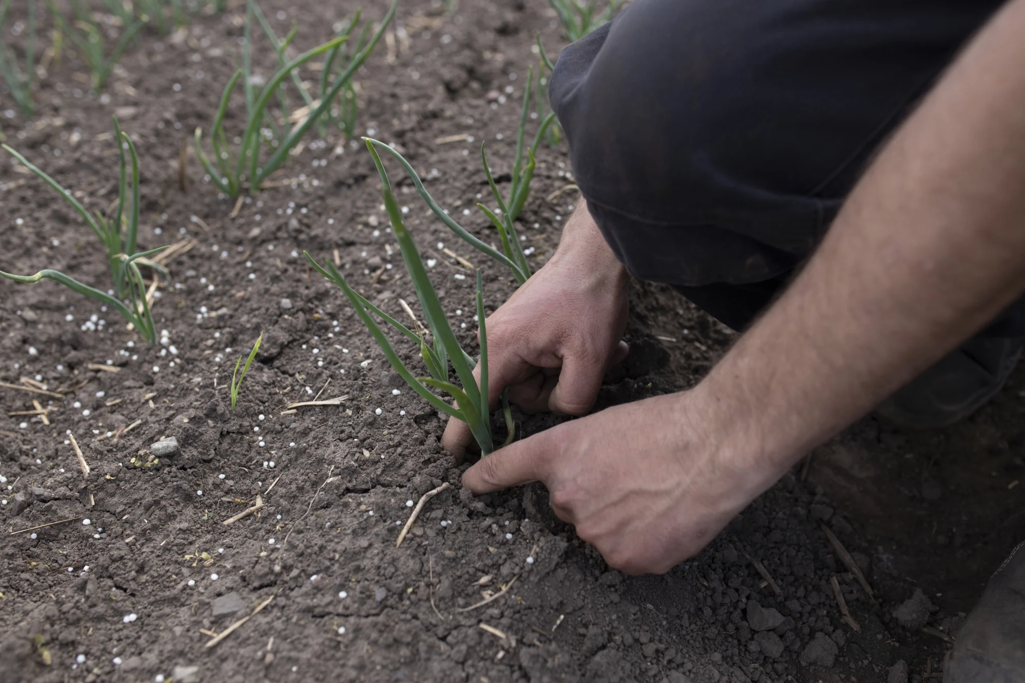 Nils Olve Gillund på åker