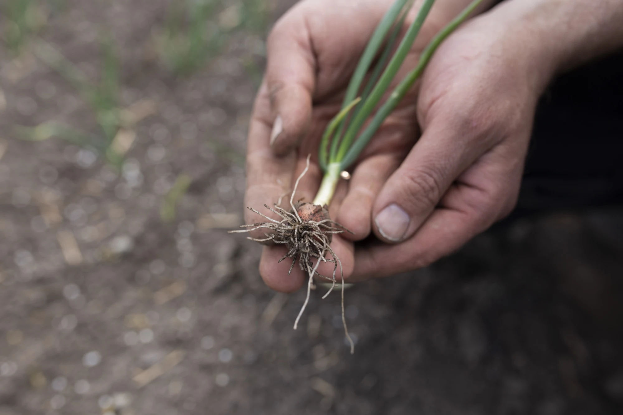 Nils Olve Gillund på åker holder løkplante