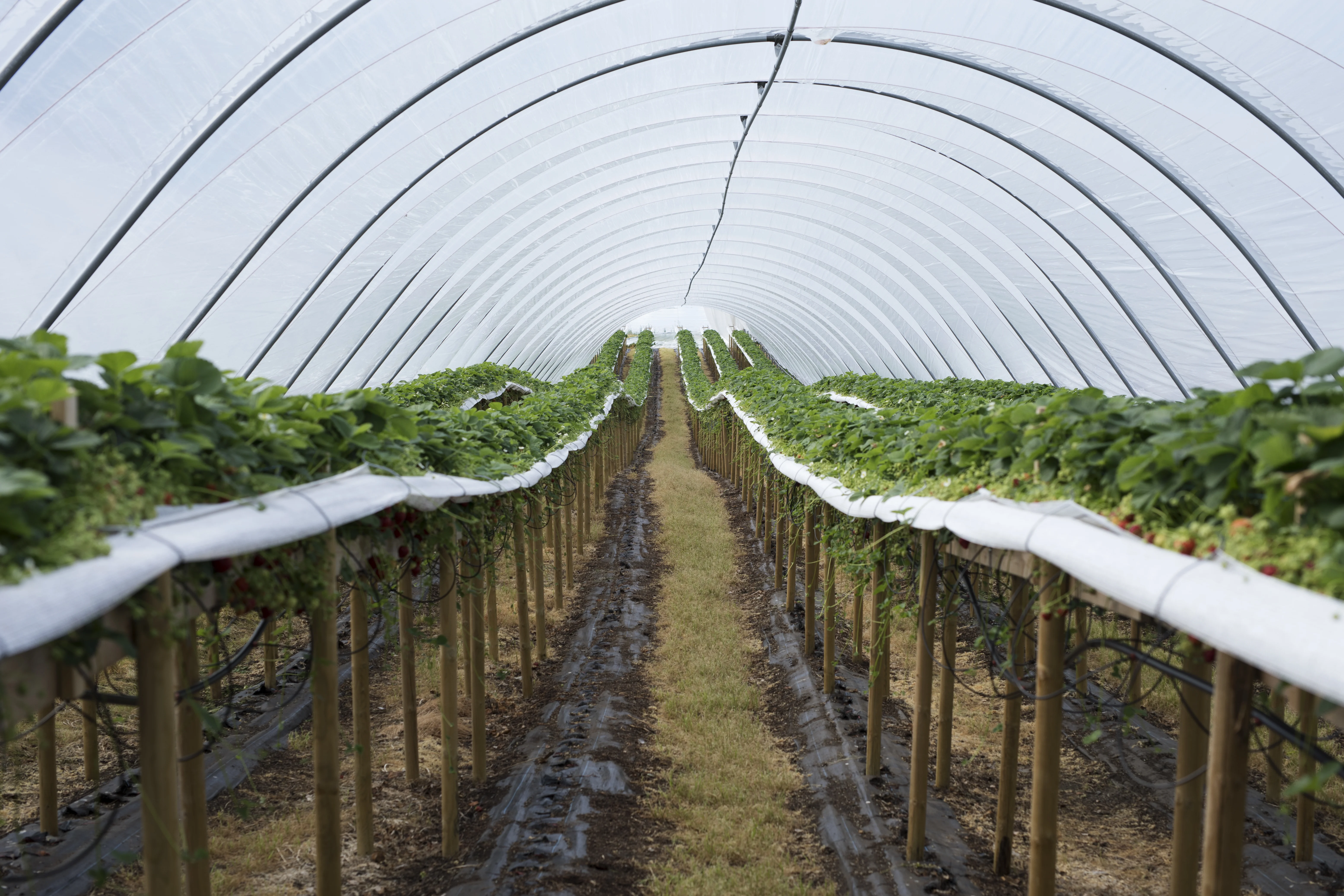 Et bilde fra Gartnerhallen