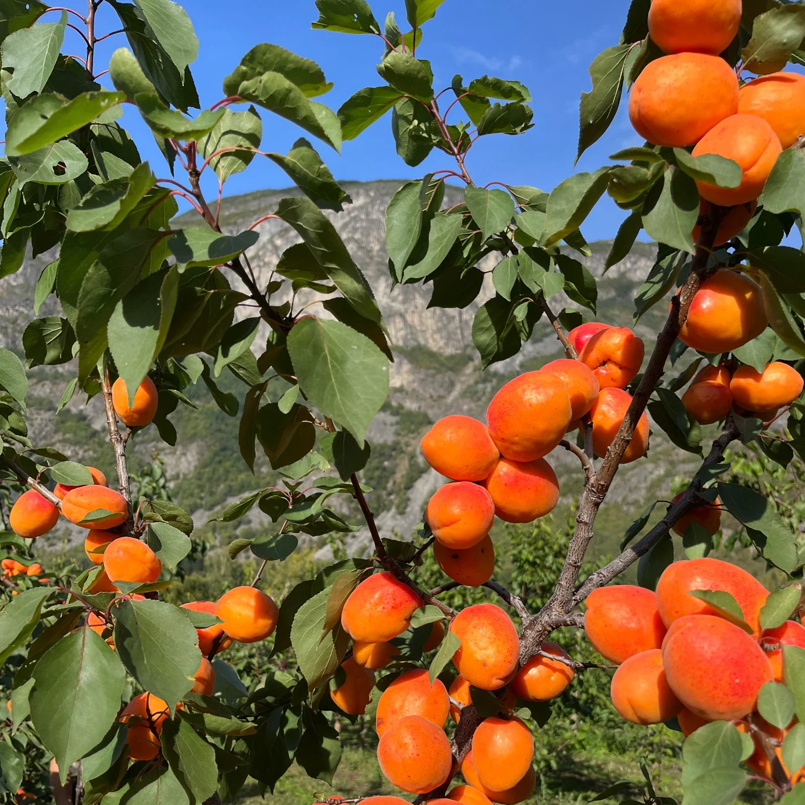 Et bilde fra Gartnerhallen
