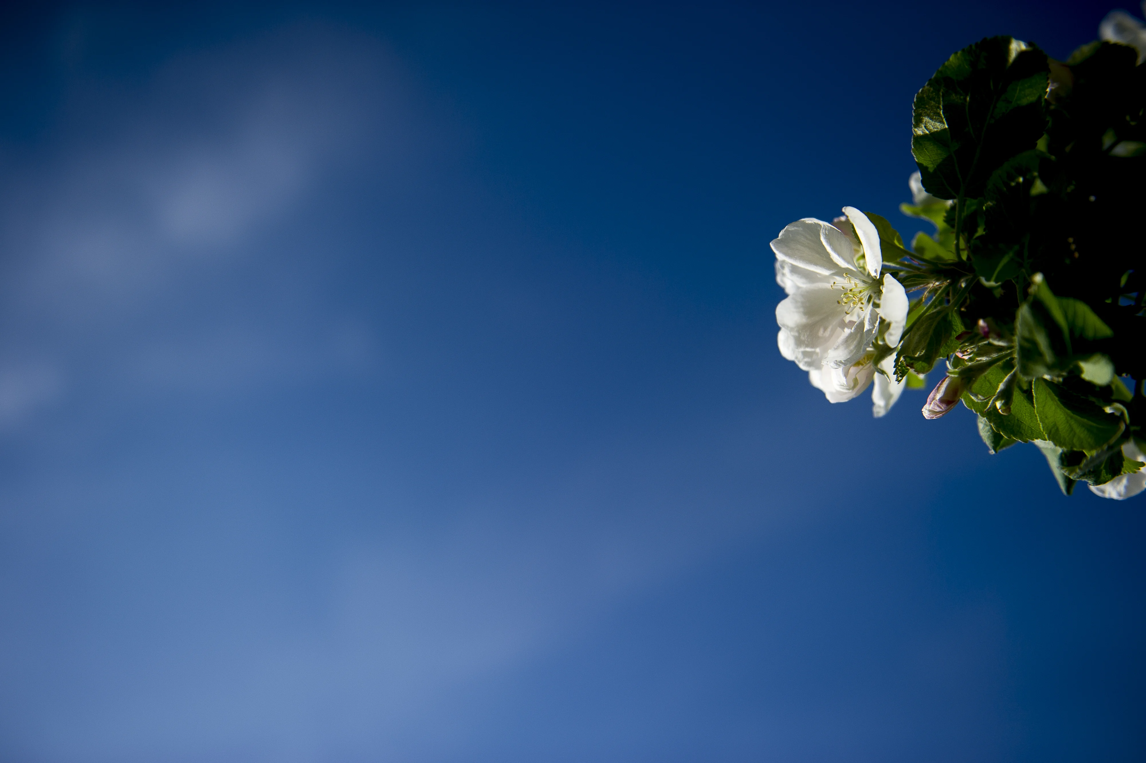 Epletre i blomst  ved fjord