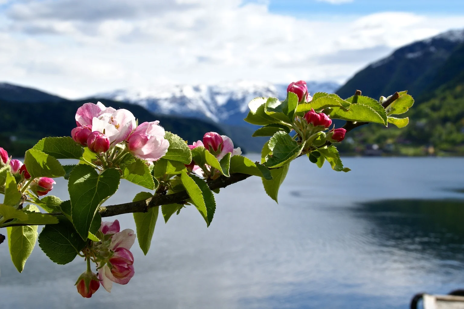 Epletrær i blomst  ved fjord