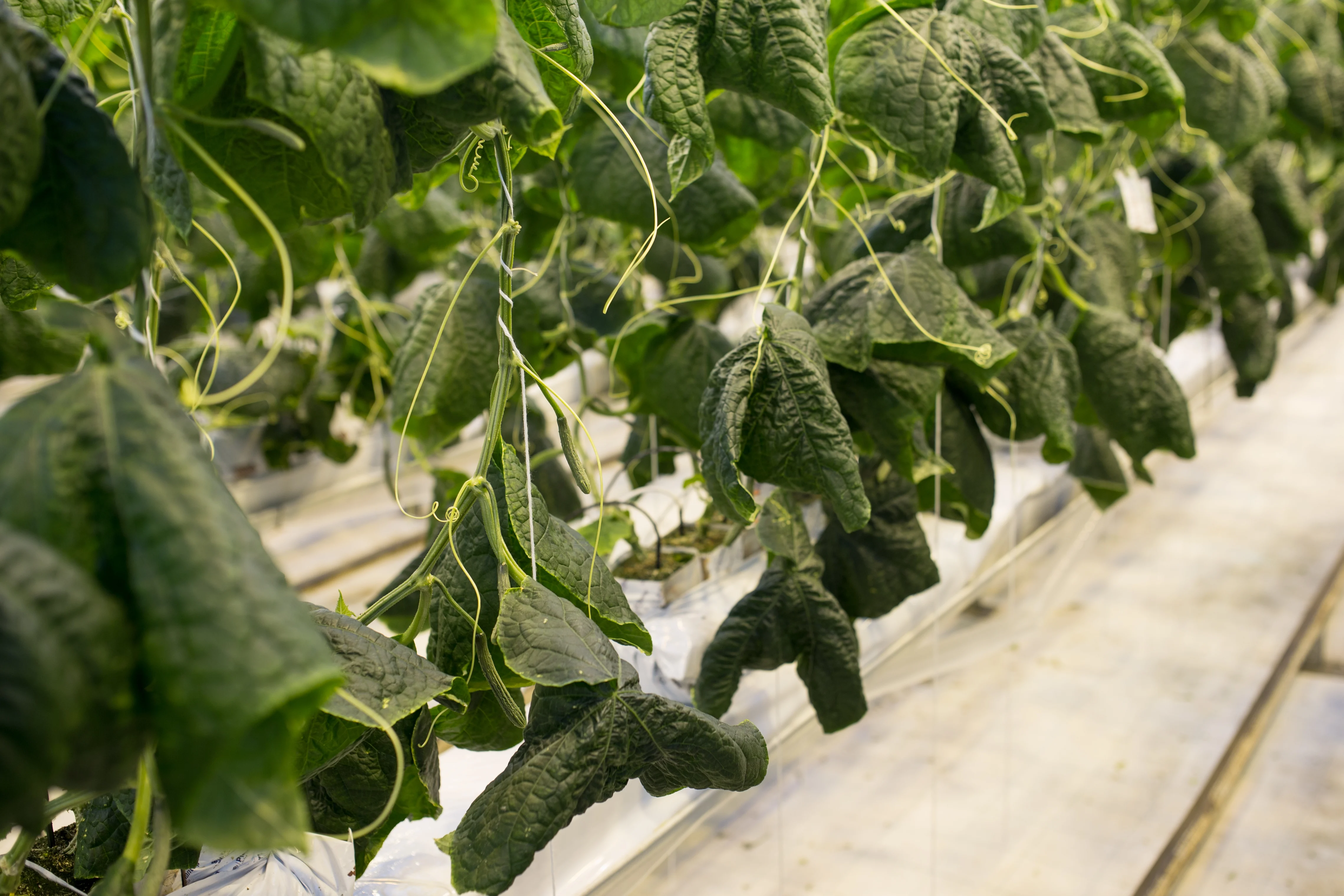 Et bilde fra Gartnerhallen