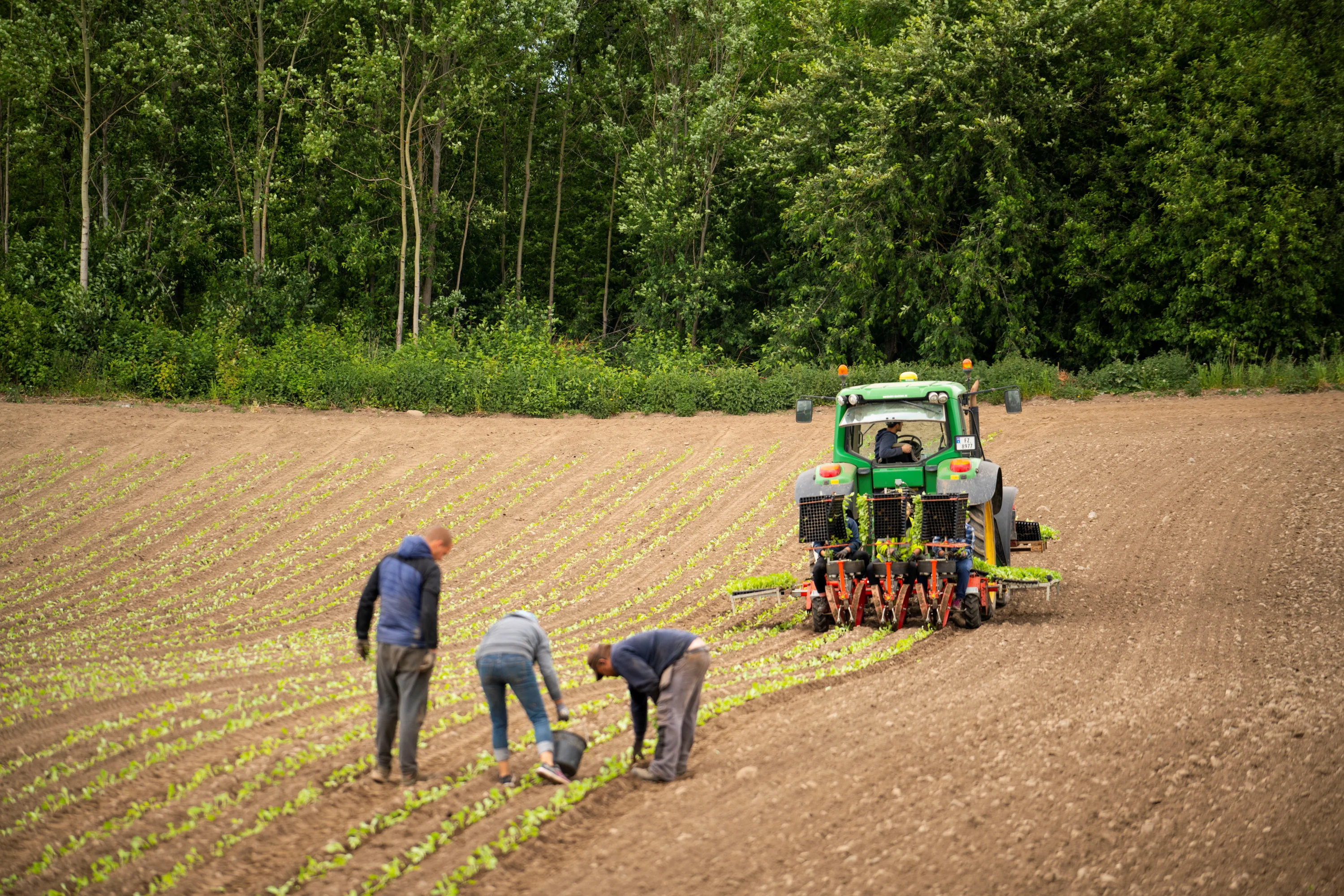 Tre personer arbeider på åker med traktor