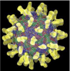 Hepatitis C