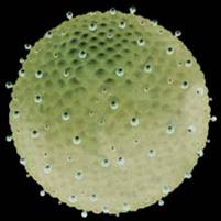 The Hepatitis B virus