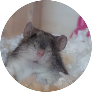 CE
