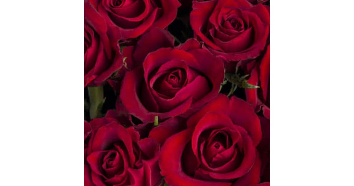 Colette Parkins Greeneville, TN Obituary