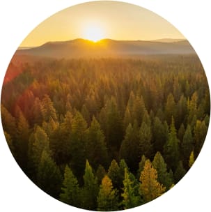 AA