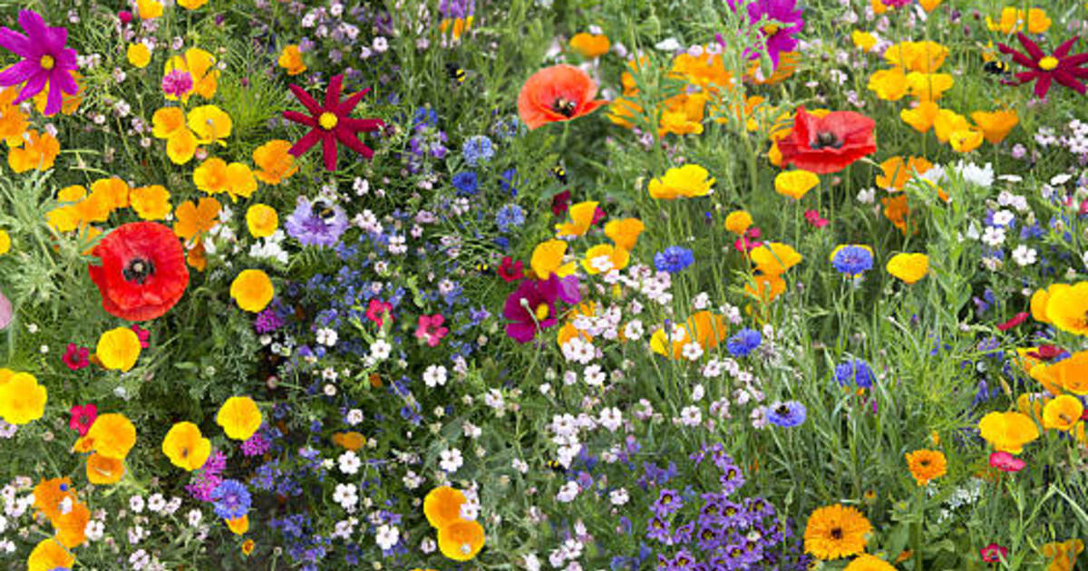 Hazel St. Cyr Obituary (1936 2023) South Portland, Maine
